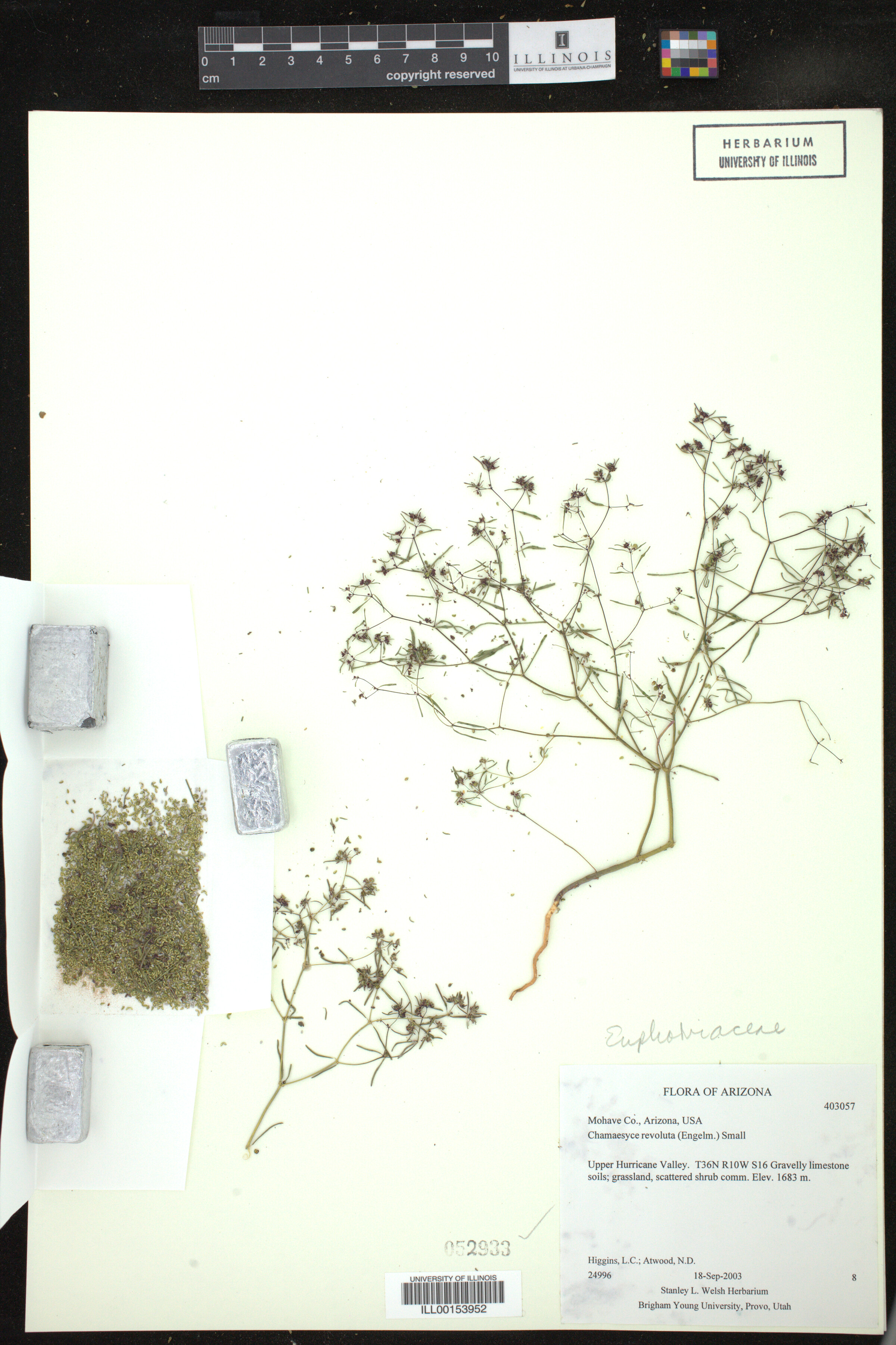 Euphorbia revoluta image