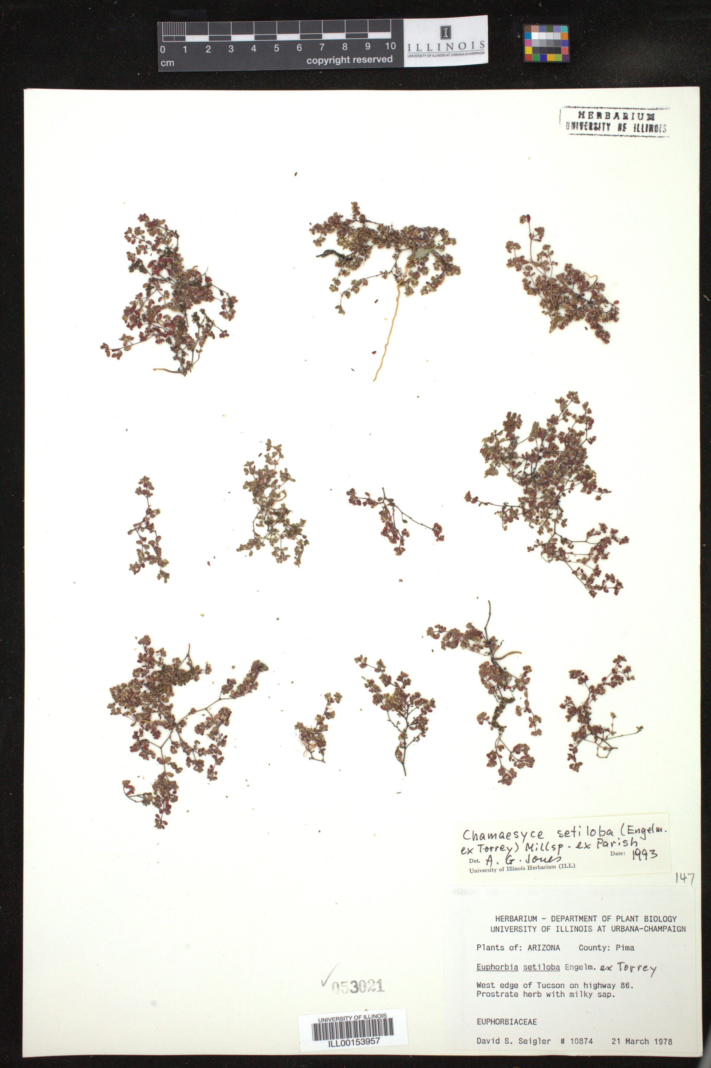 Chamaesyce setiloba image