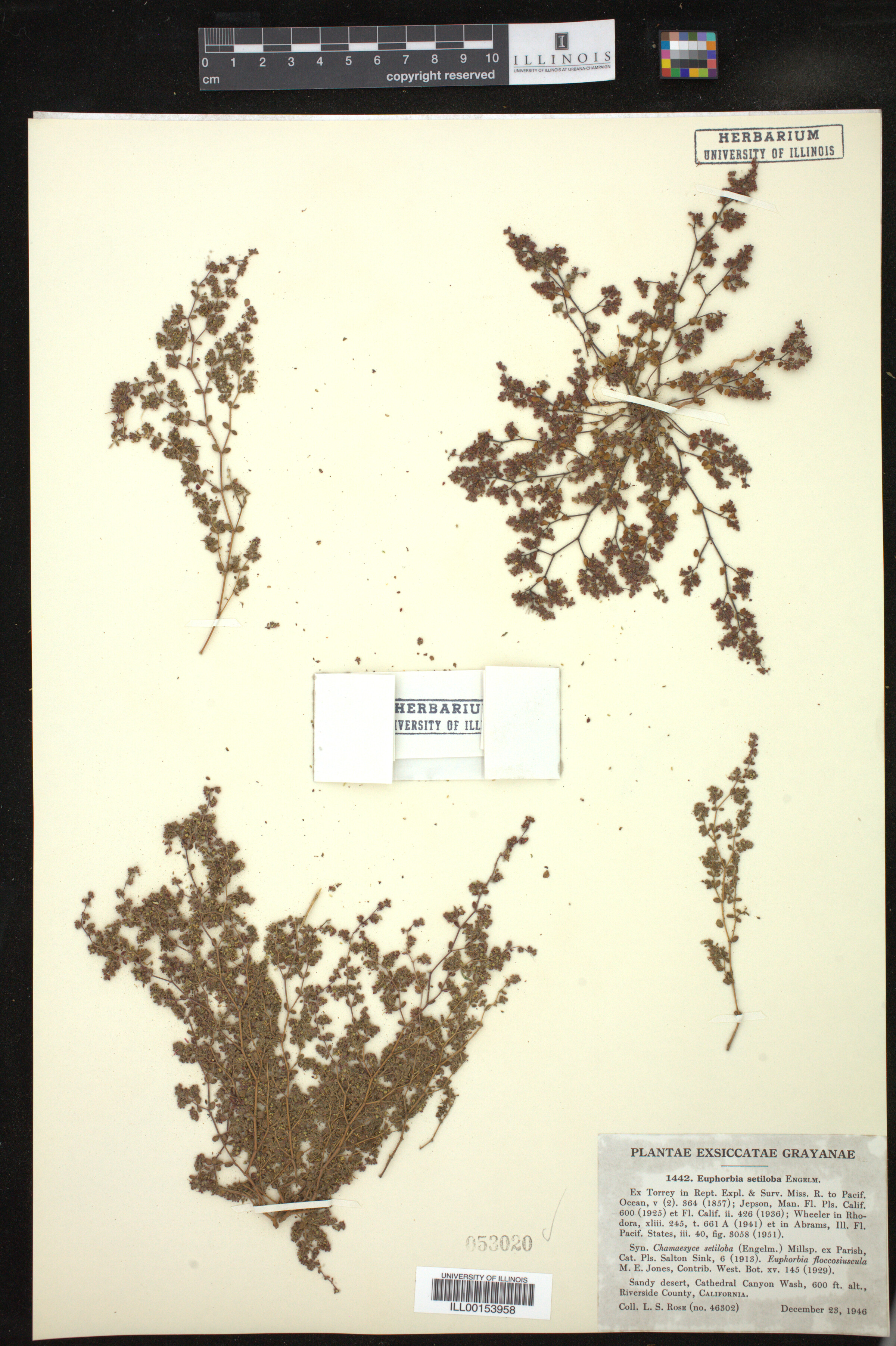 Chamaesyce setiloba image