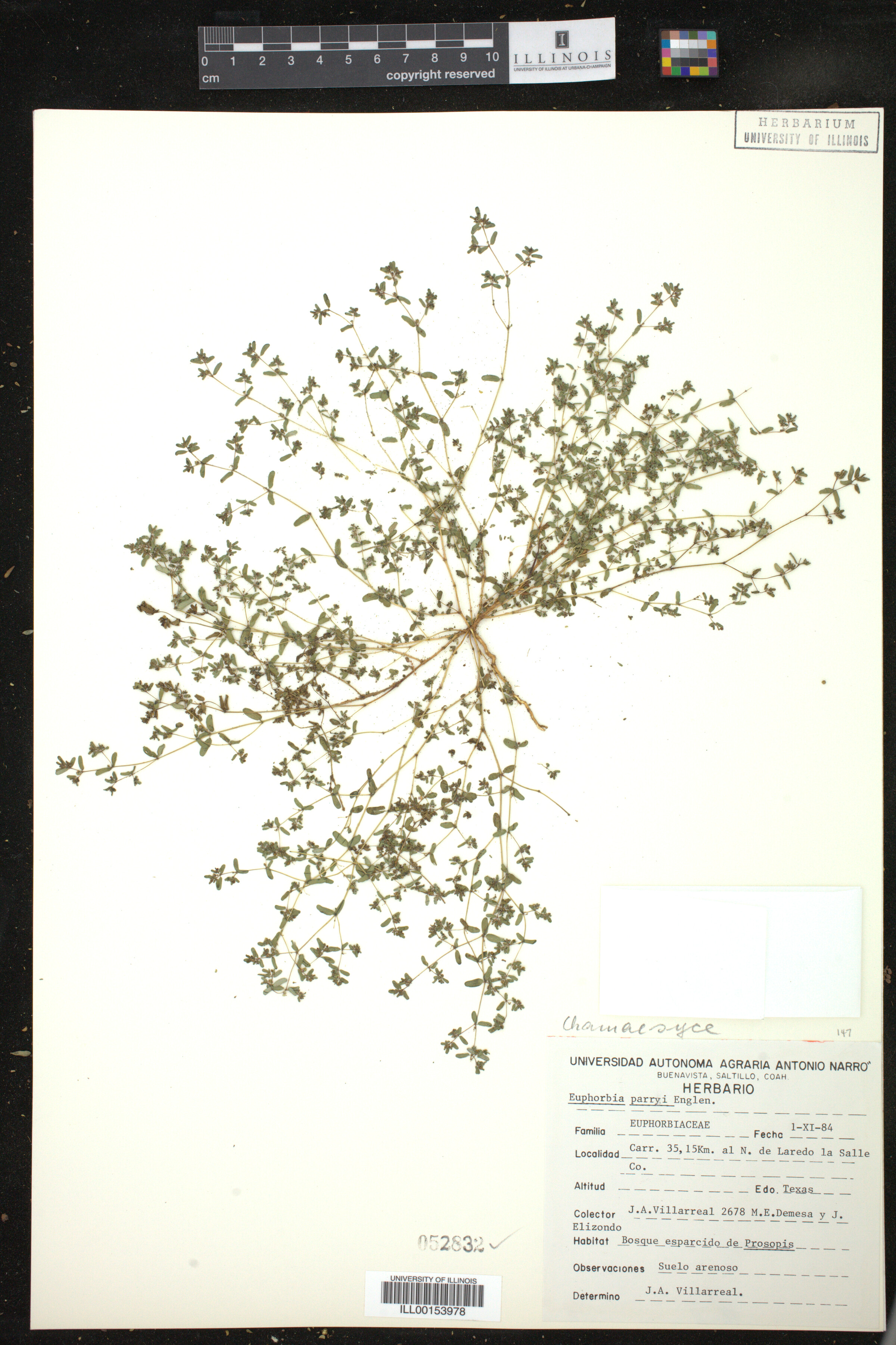 Euphorbia parryi image