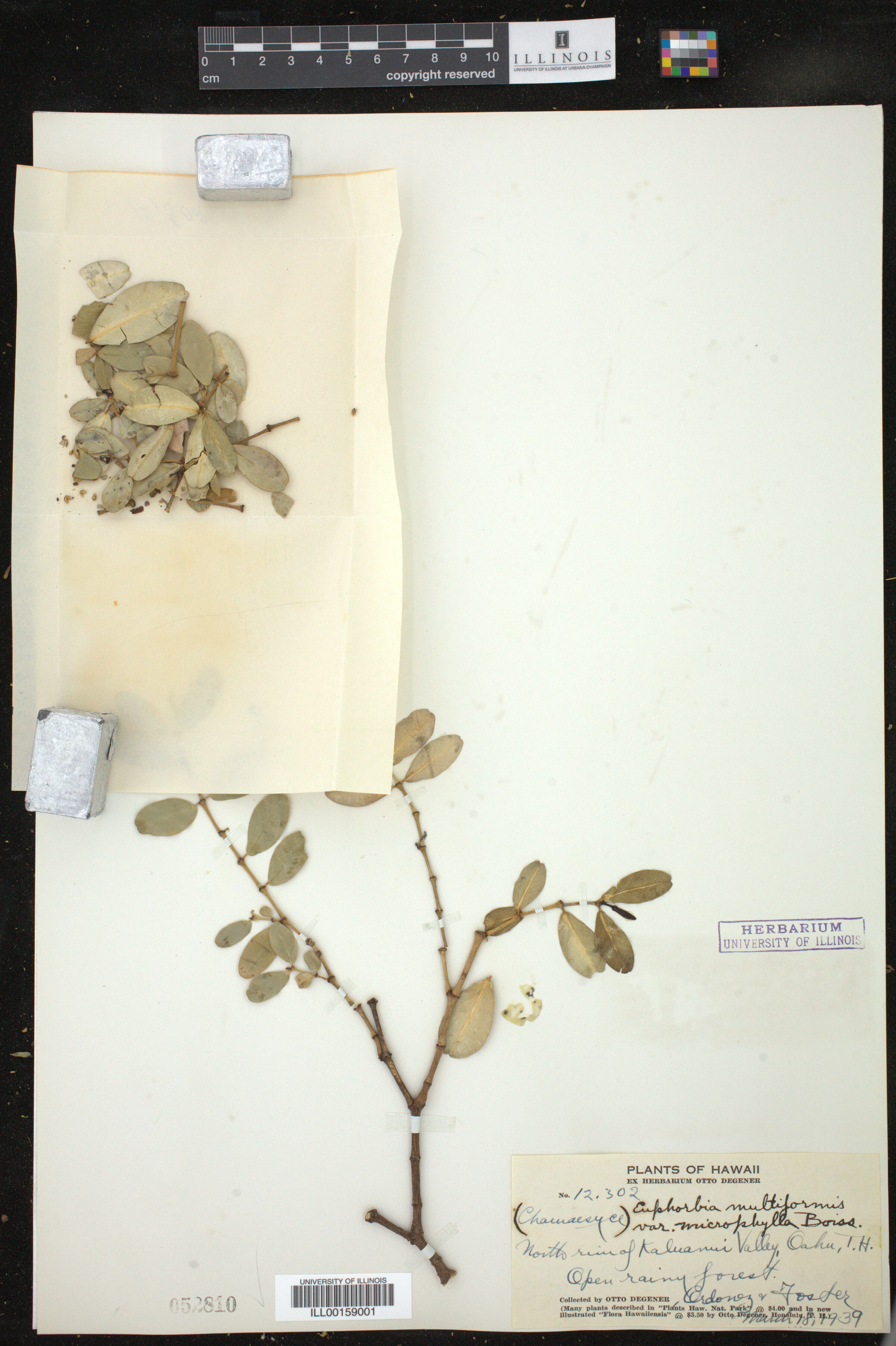 Euphorbia multiformis image