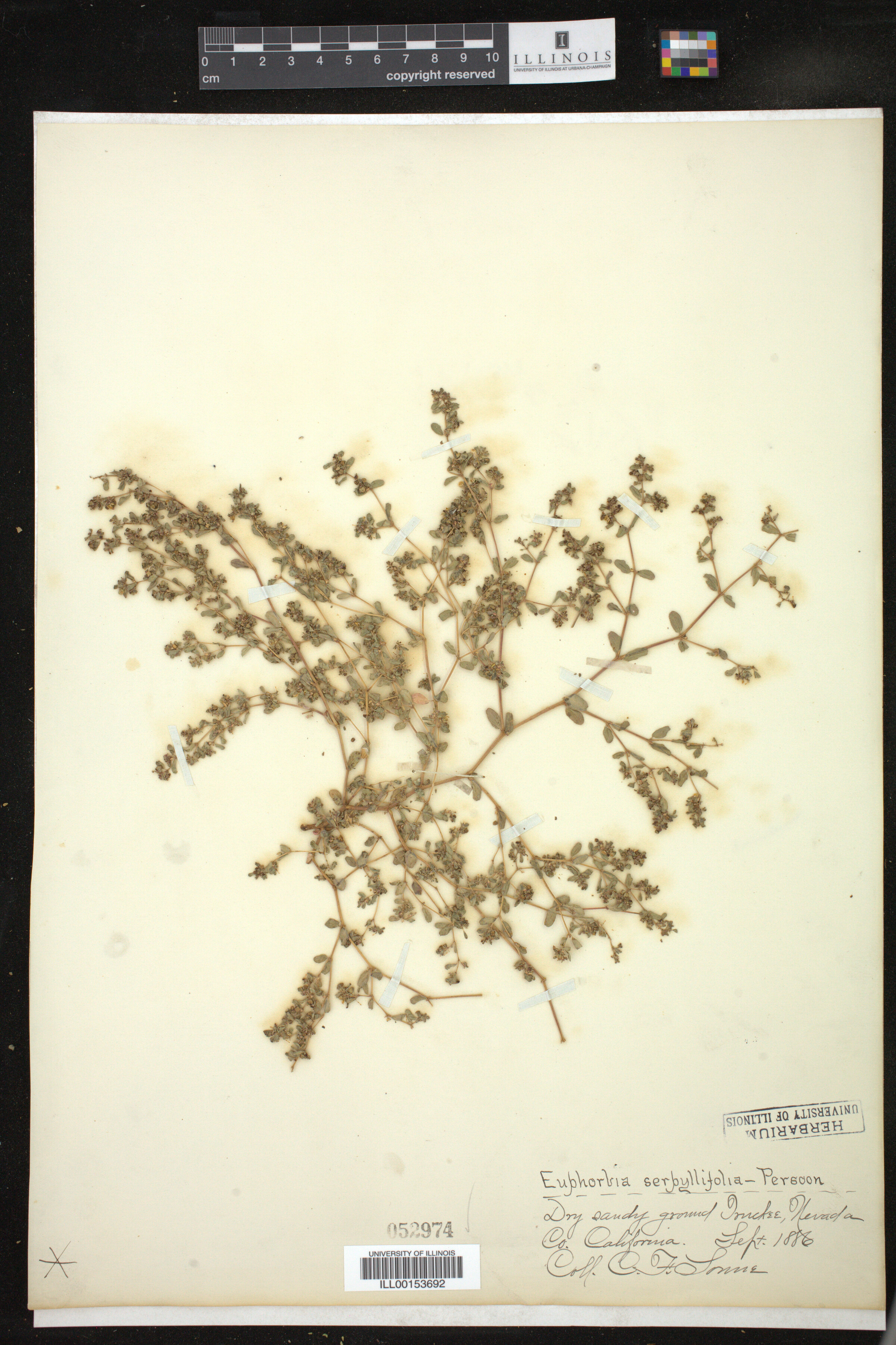 Chamaesyce serpyllifolia image