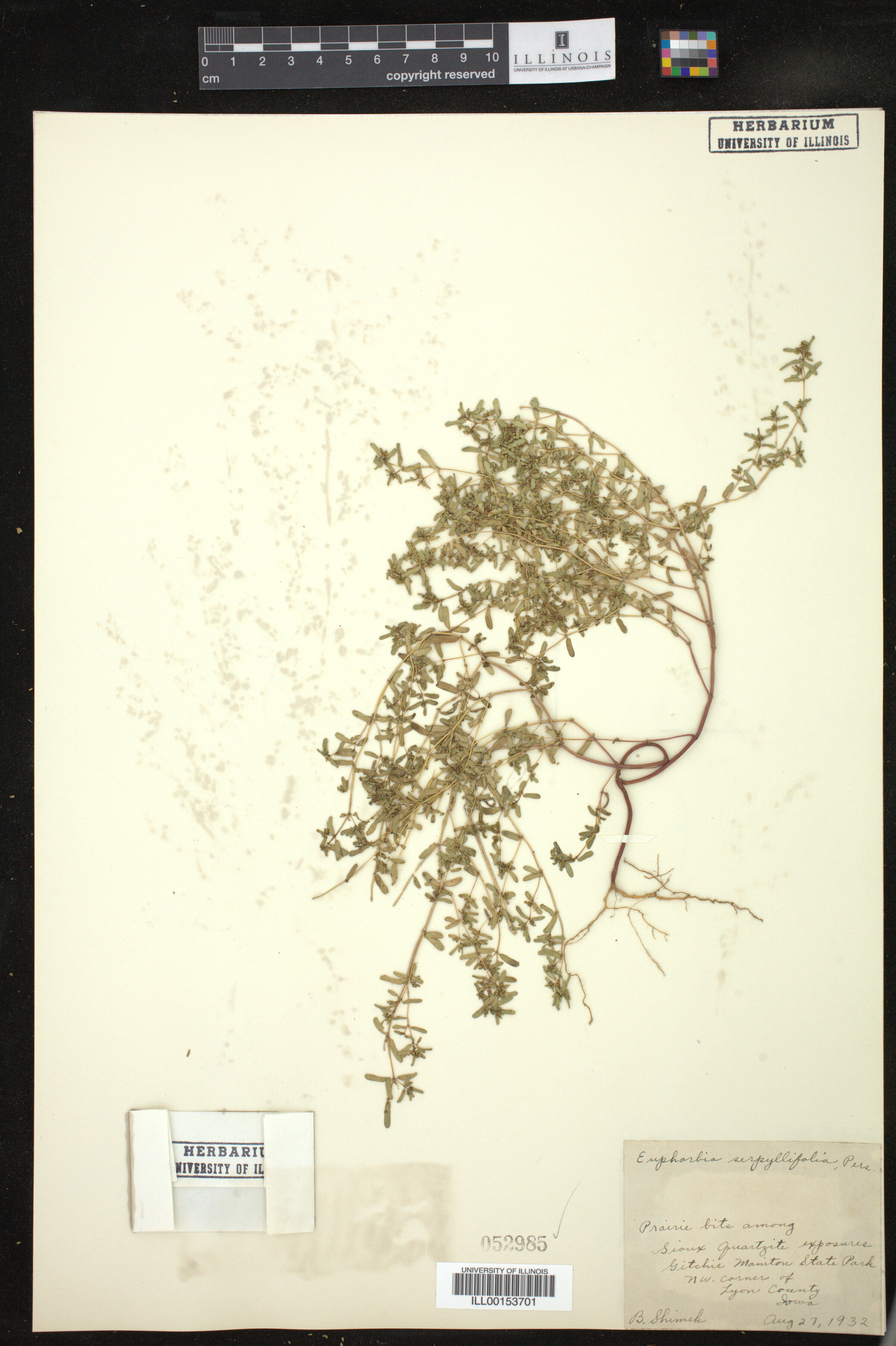 Chamaesyce serpyllifolia image