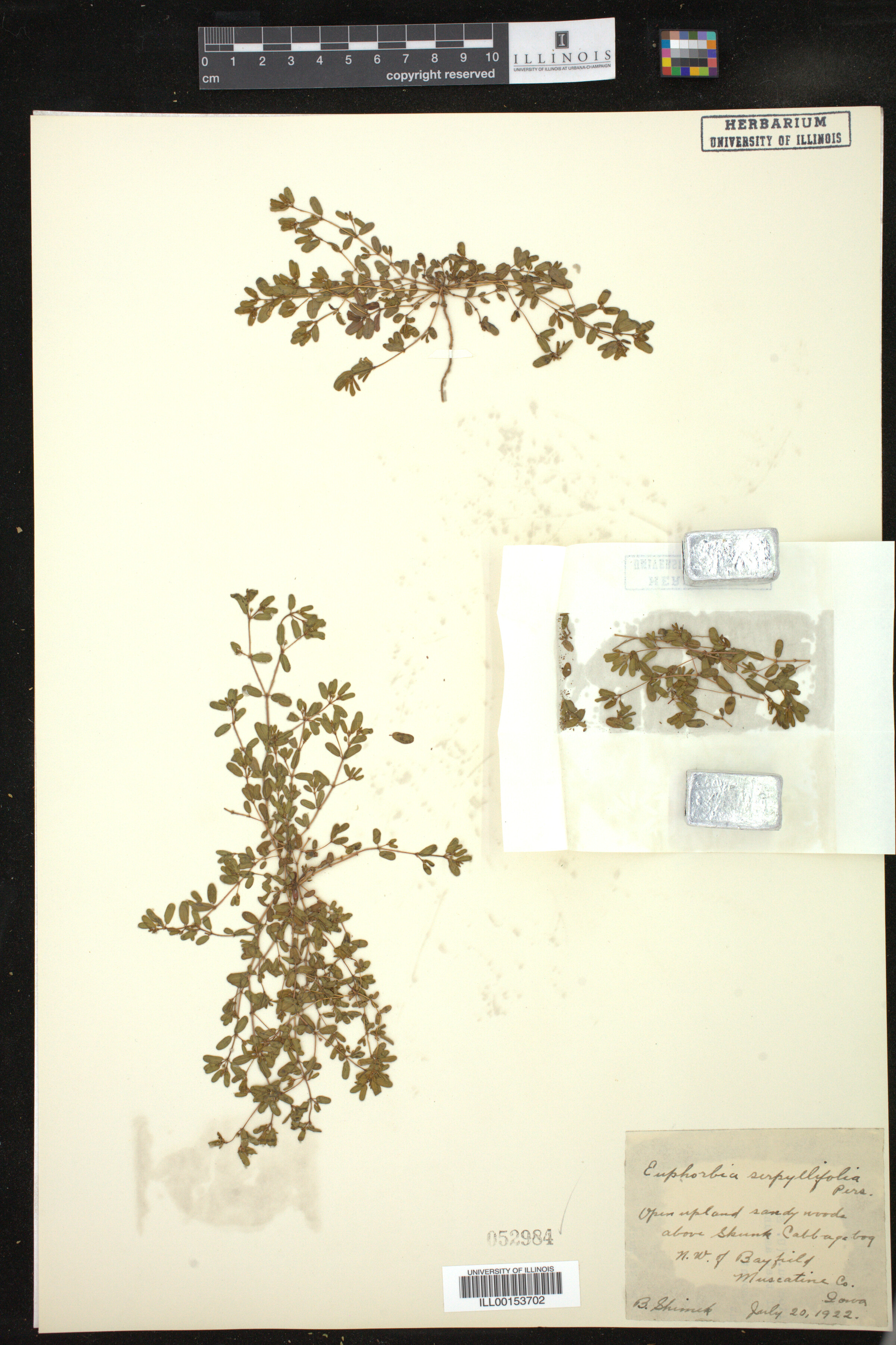 Chamaesyce serpyllifolia image