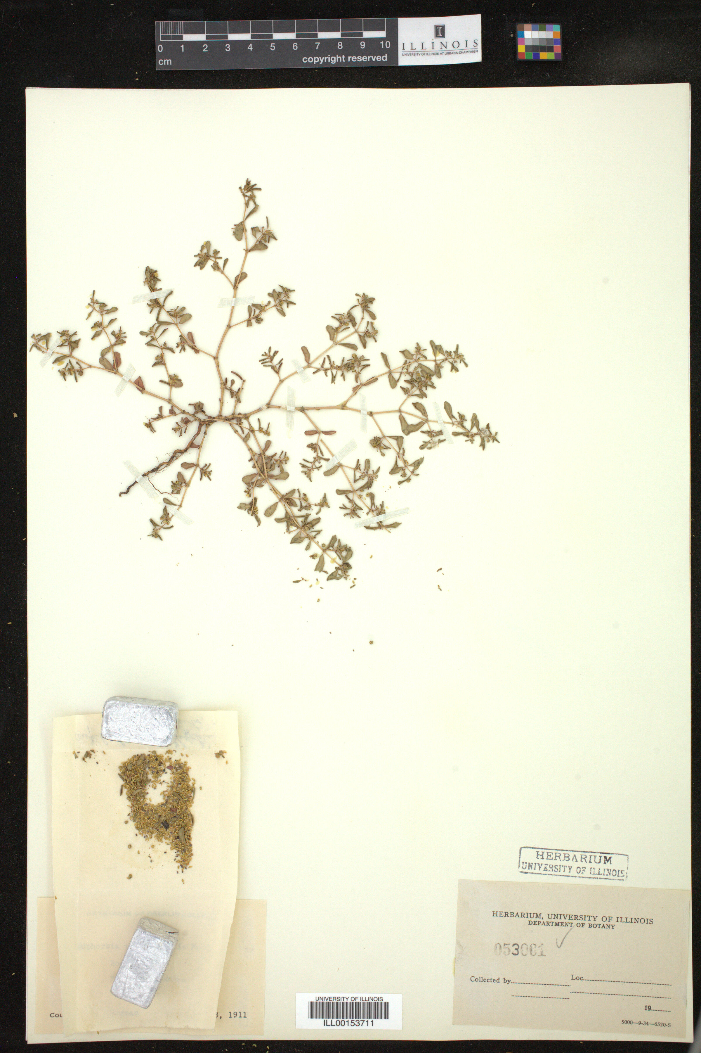 Chamaesyce serpyllifolia image