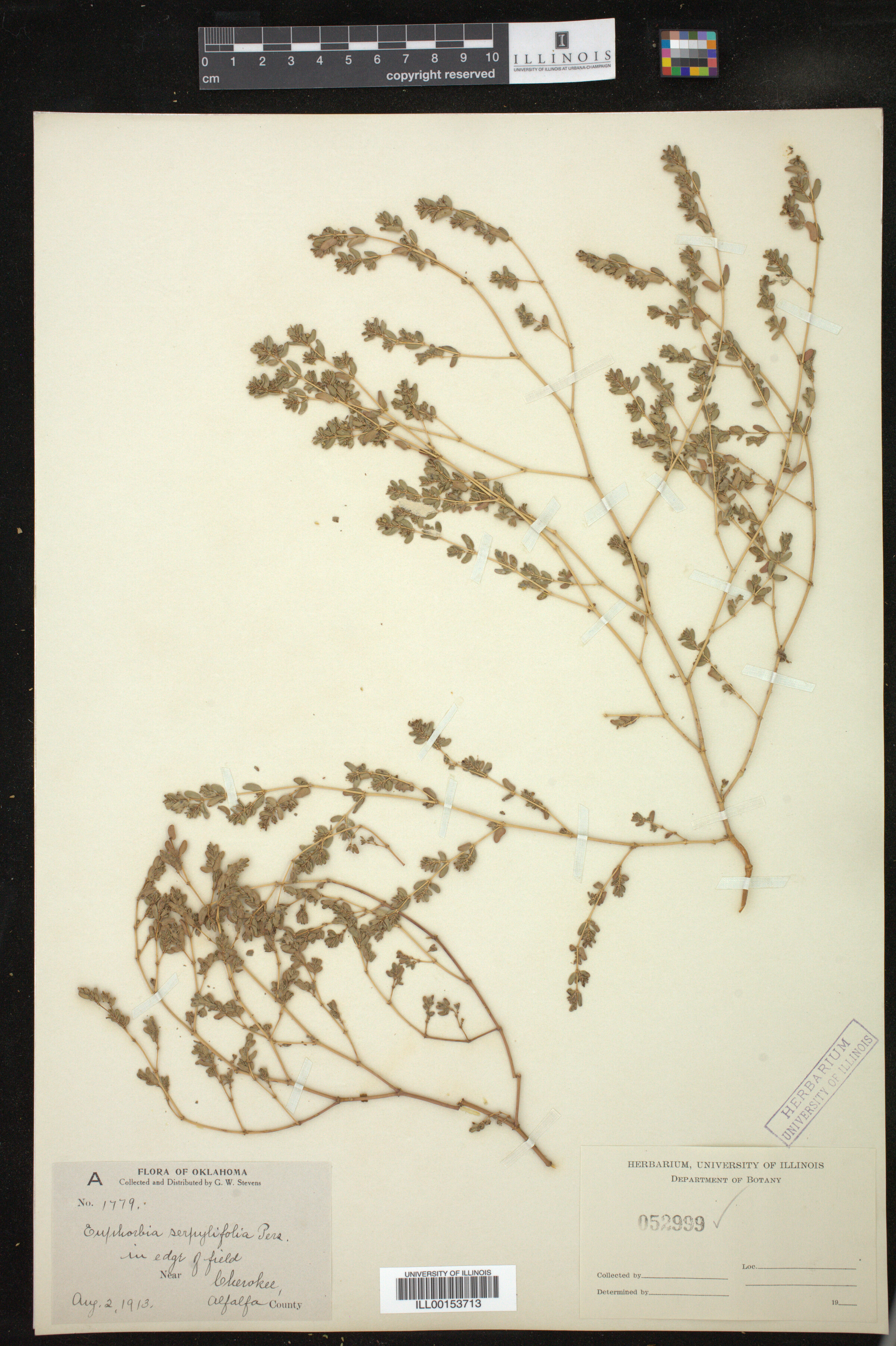 Chamaesyce serpyllifolia image