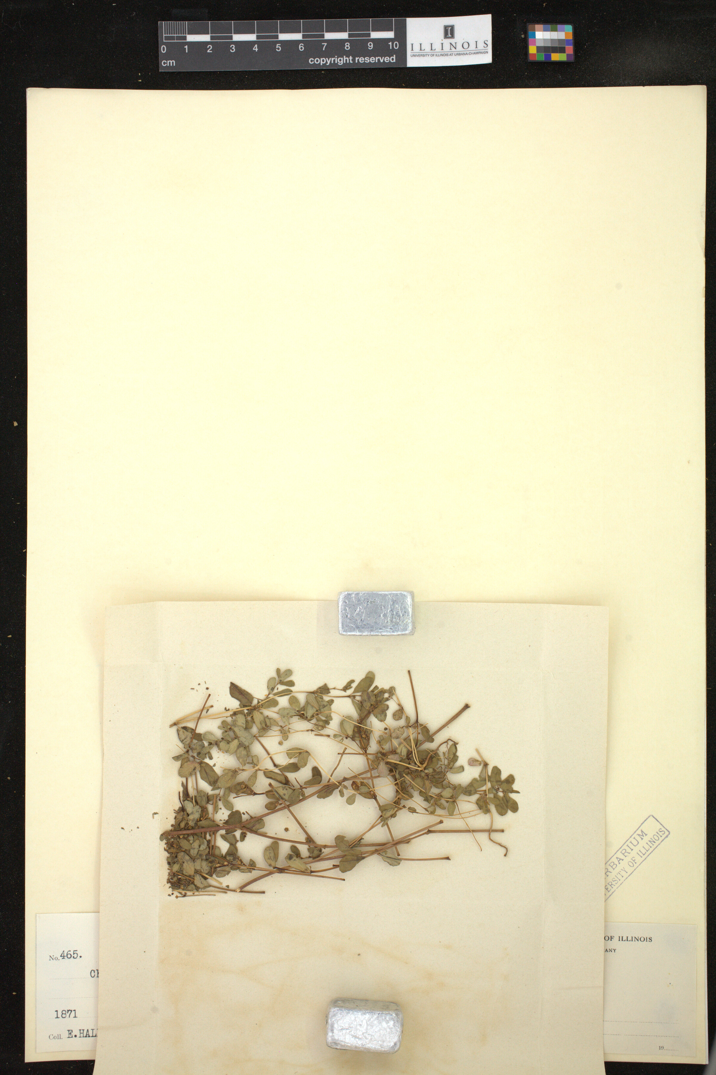Chamaesyce serpyllifolia image