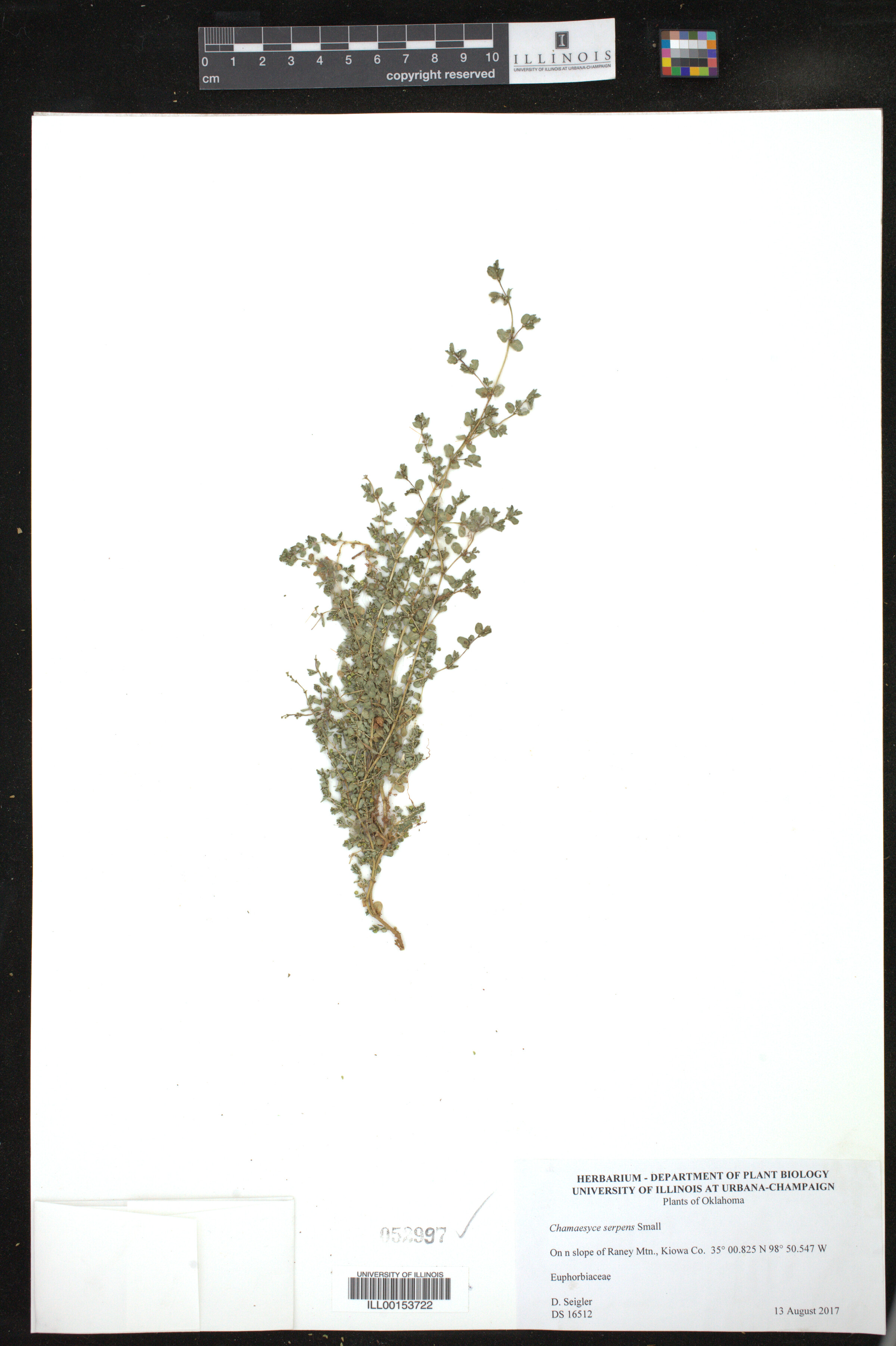 Euphorbia serpens image