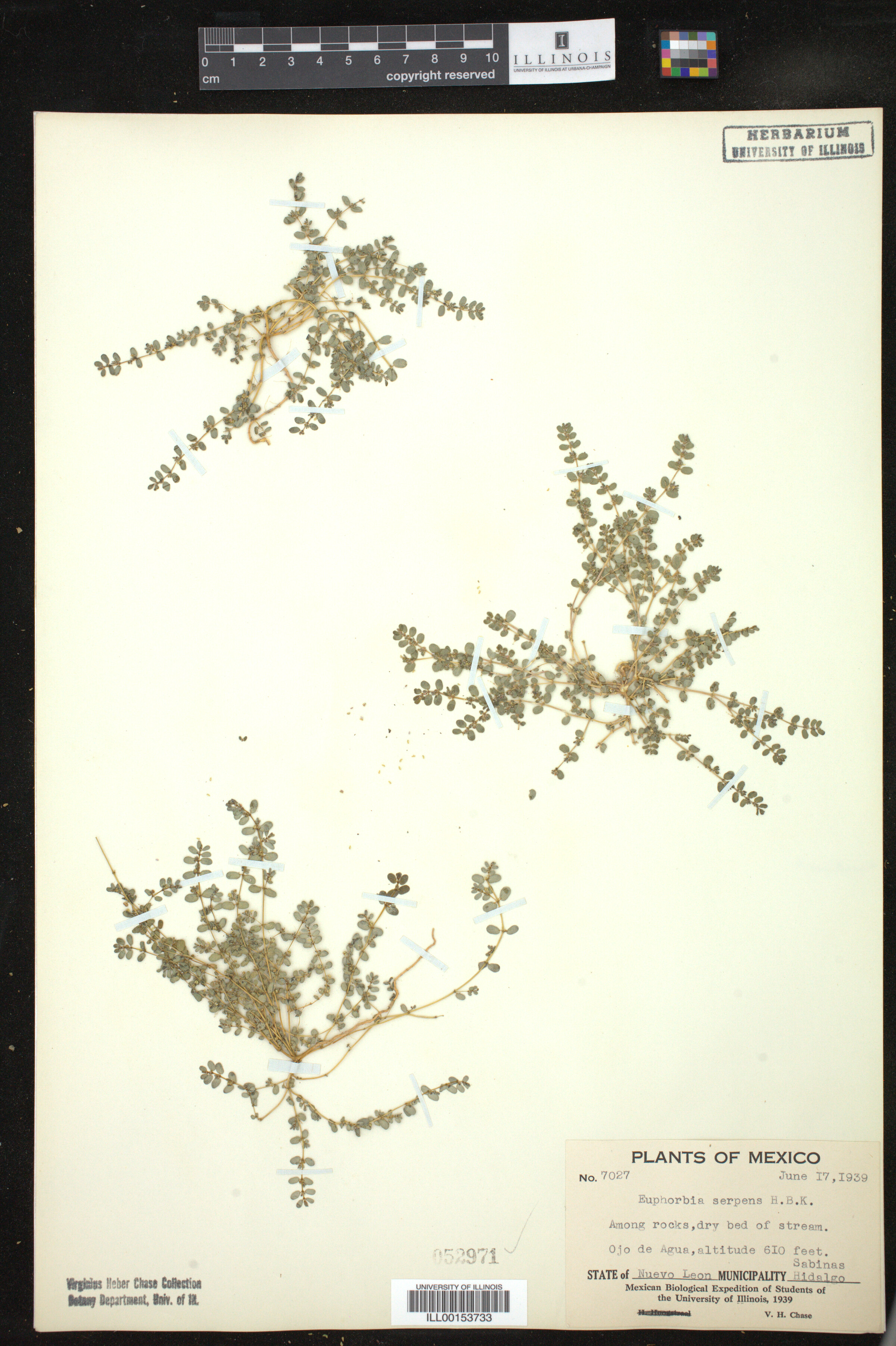 Euphorbia serpens image