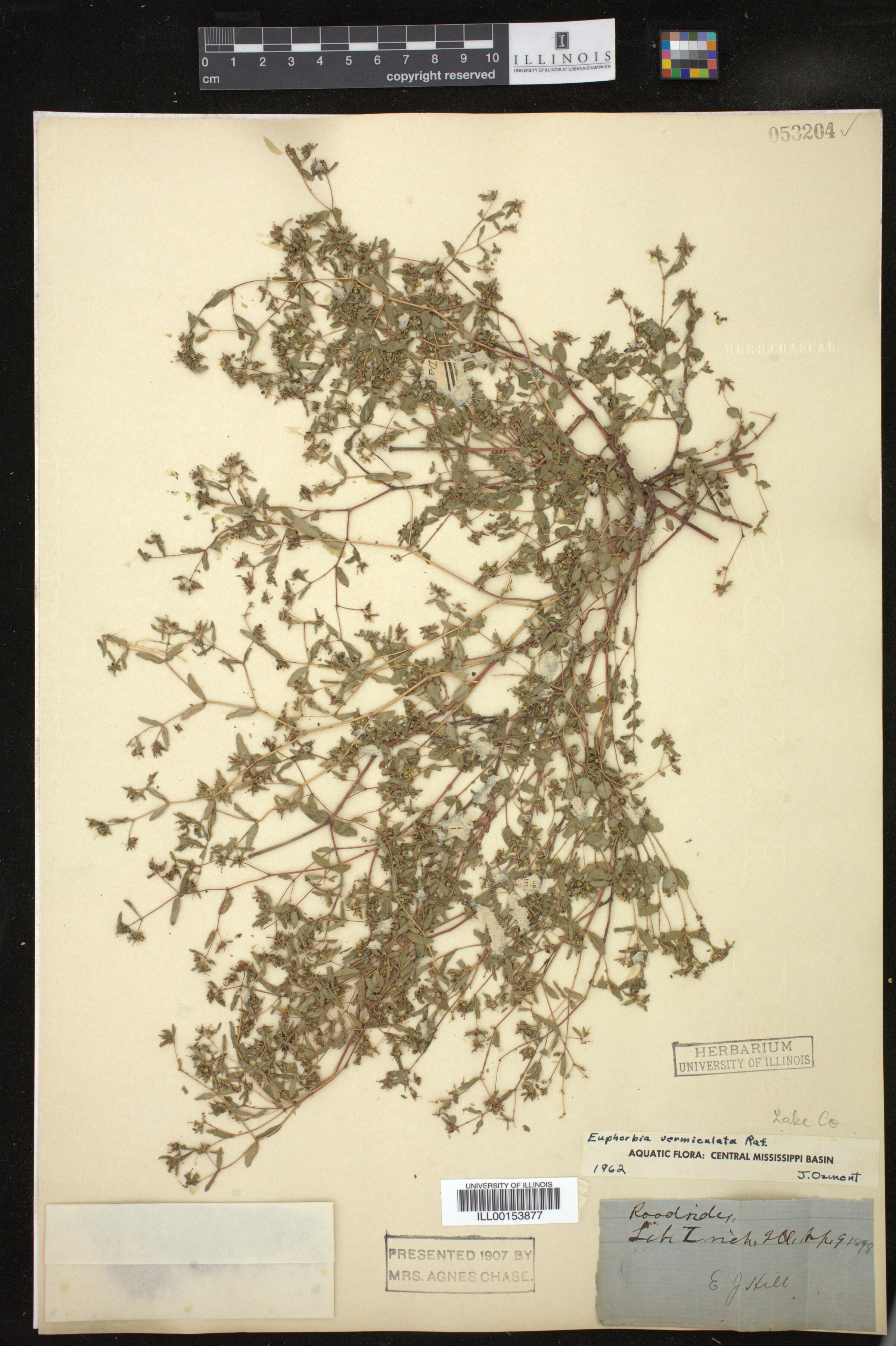 Euphorbia vermiculata image