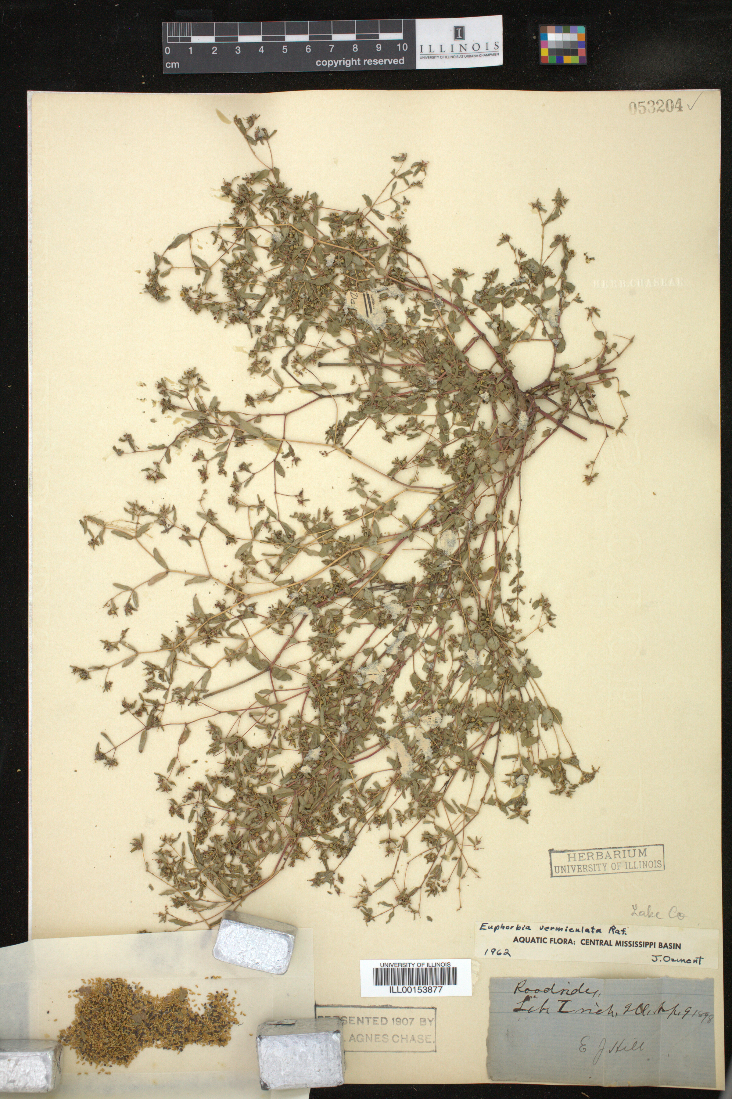 Euphorbia vermiculata image