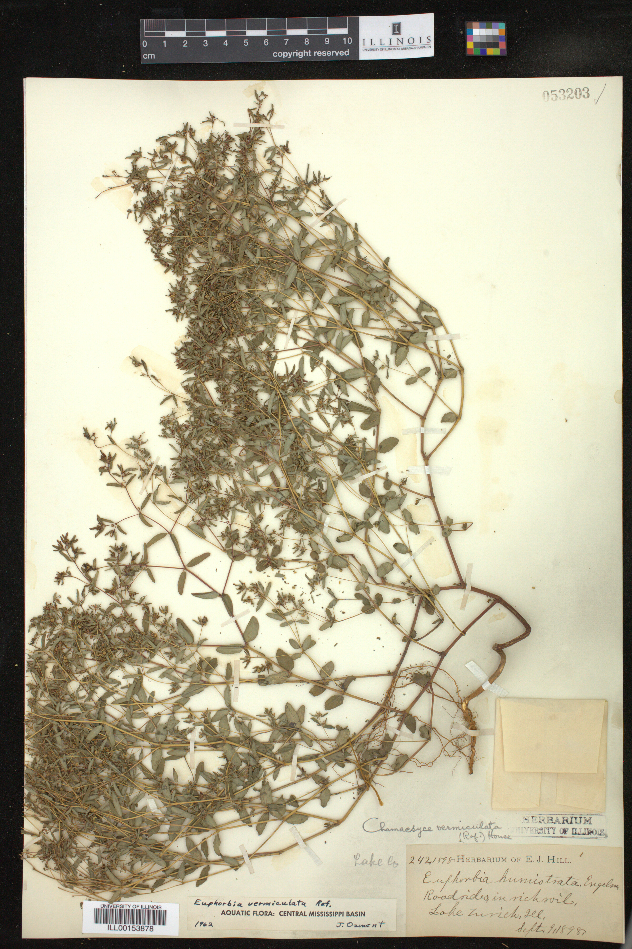 Euphorbia vermiculata image