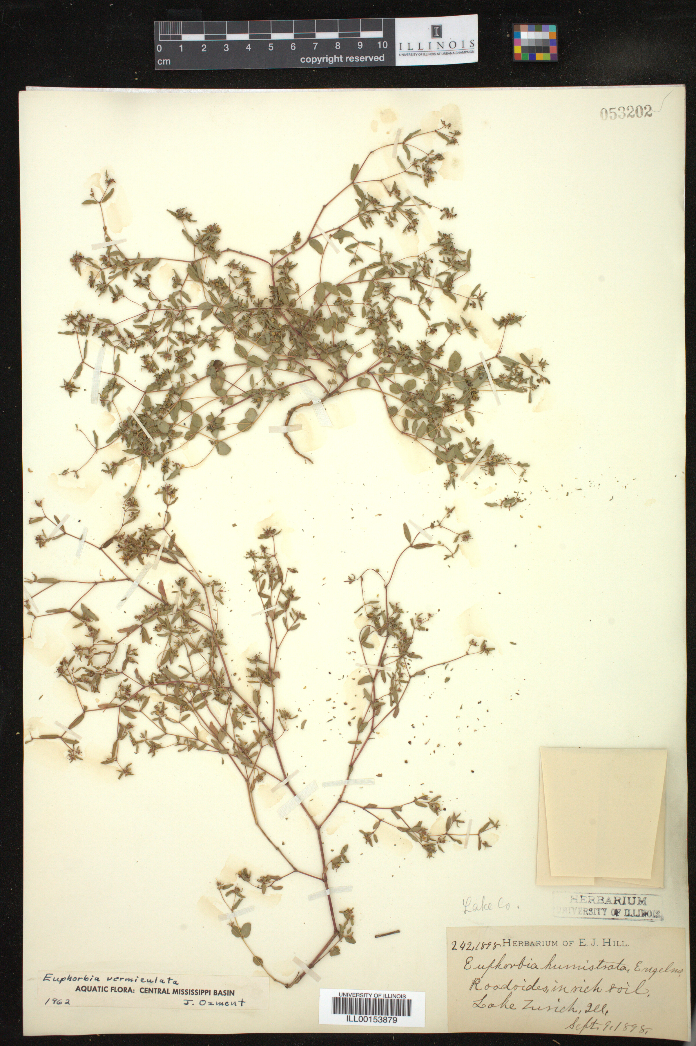 Euphorbia vermiculata image