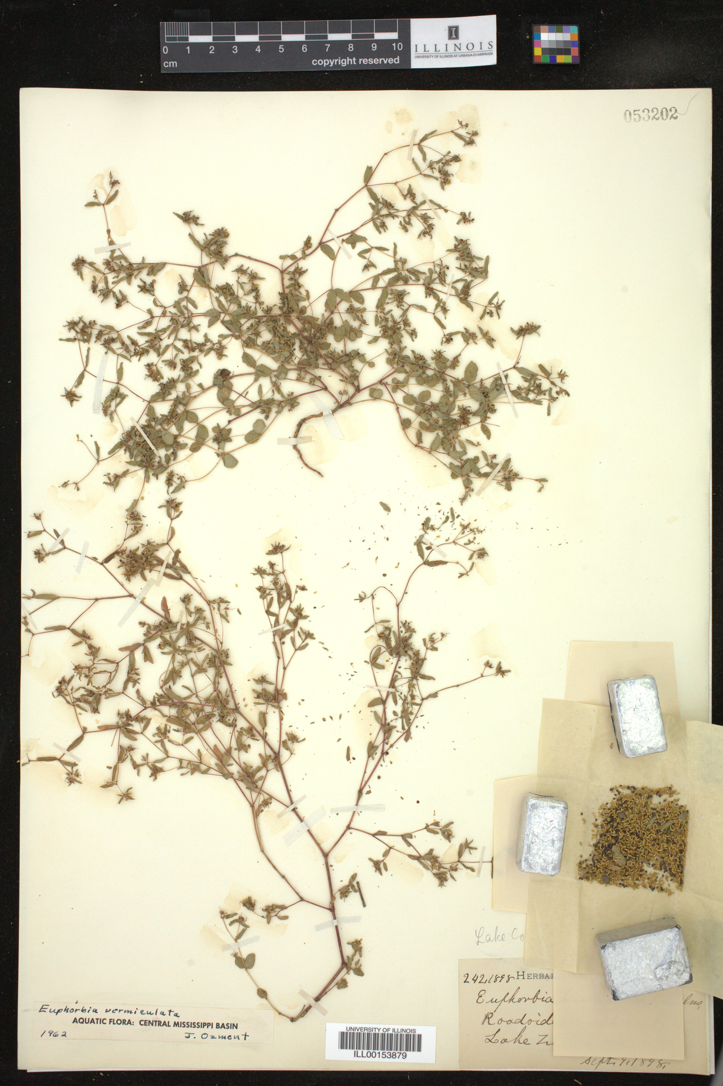 Euphorbia vermiculata image