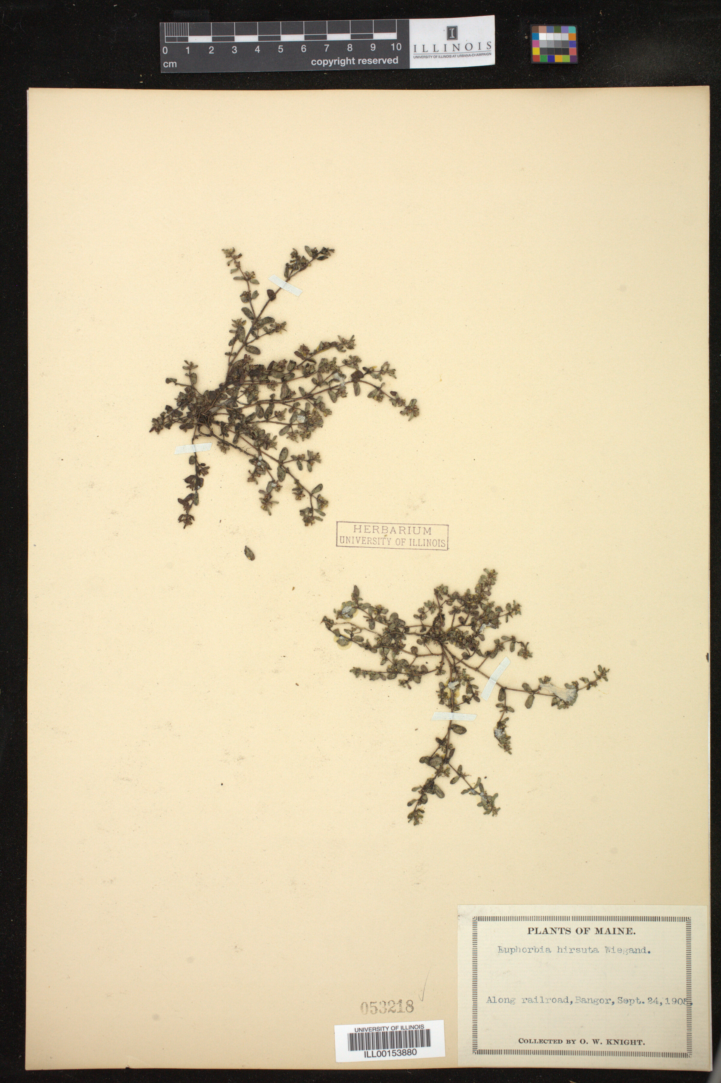 Euphorbia vermiculata image