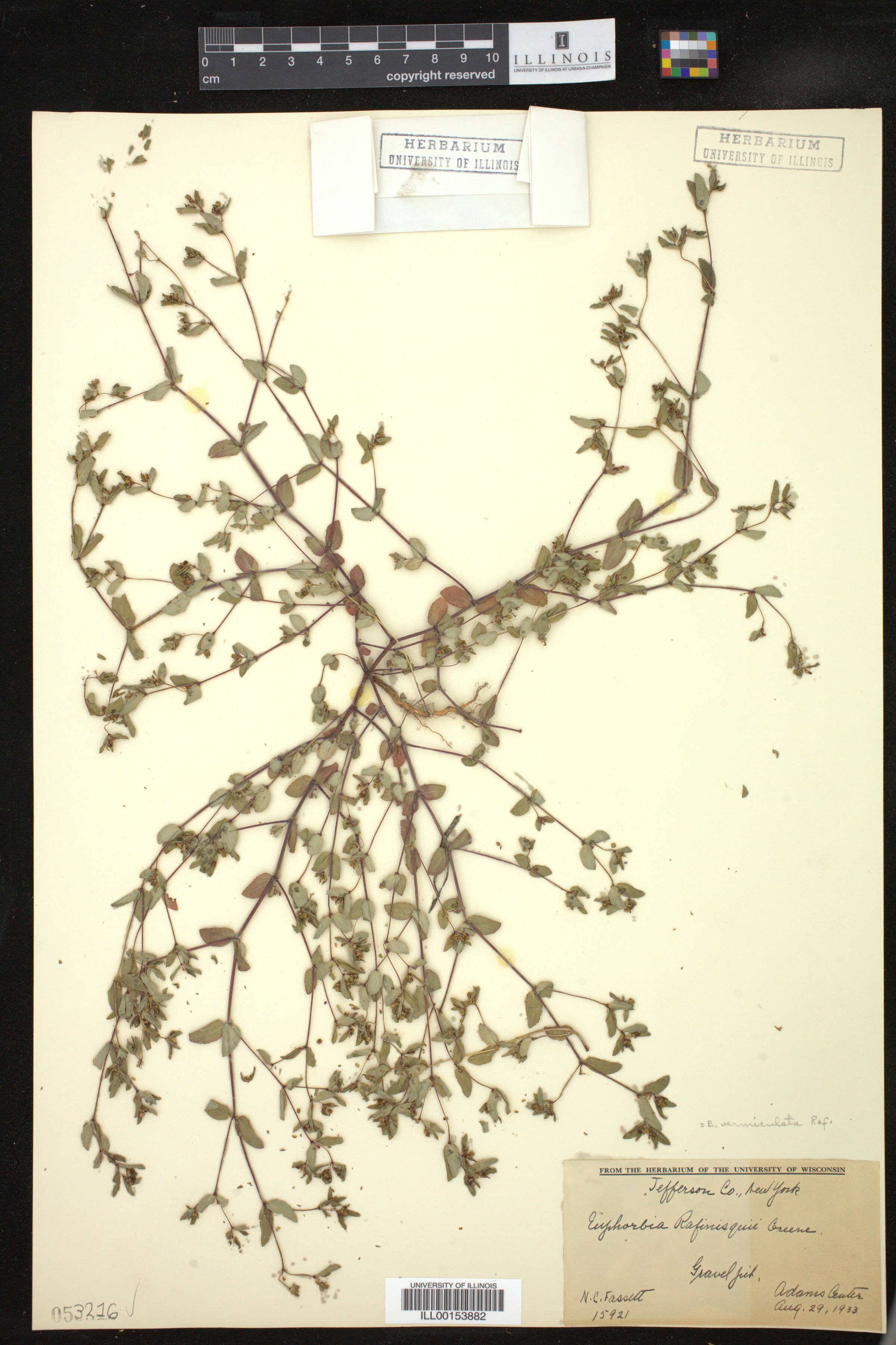 Euphorbia vermiculata image