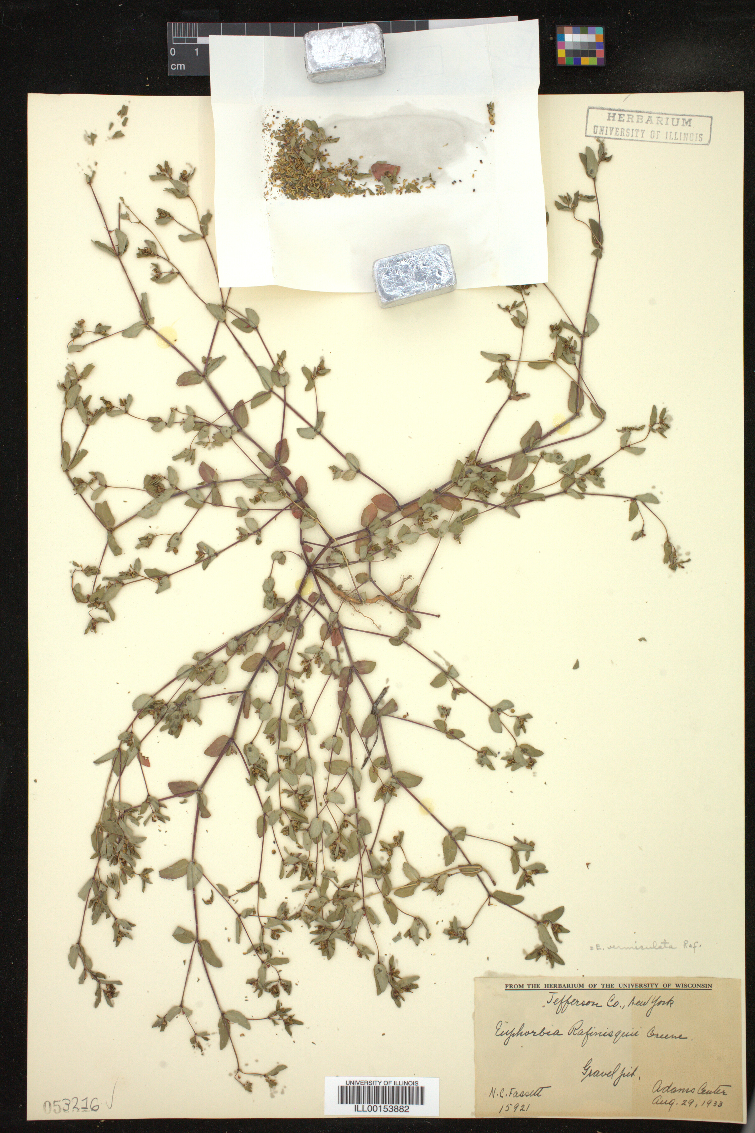 Euphorbia vermiculata image