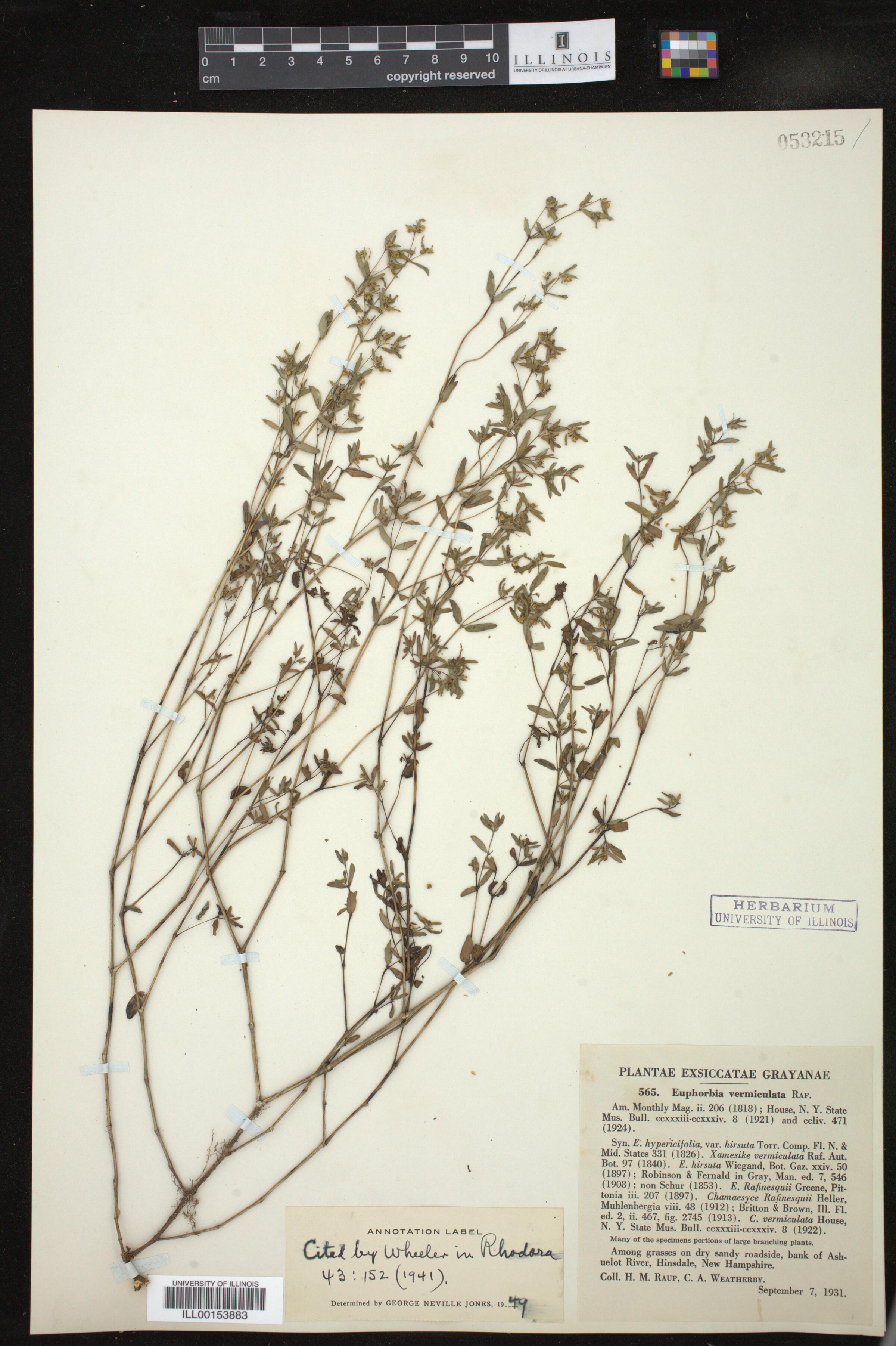 Euphorbia vermiculata image