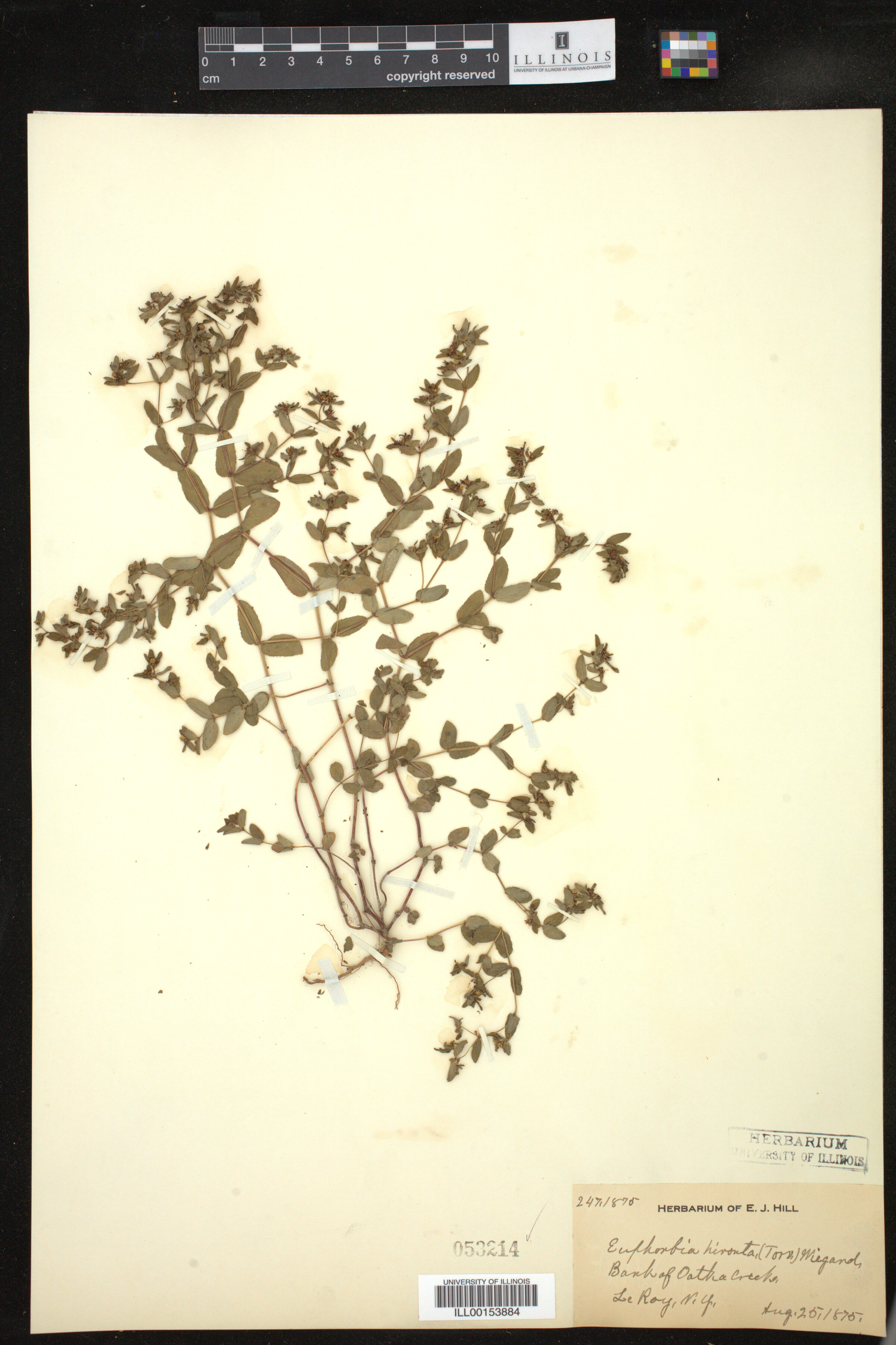 Euphorbia vermiculata image