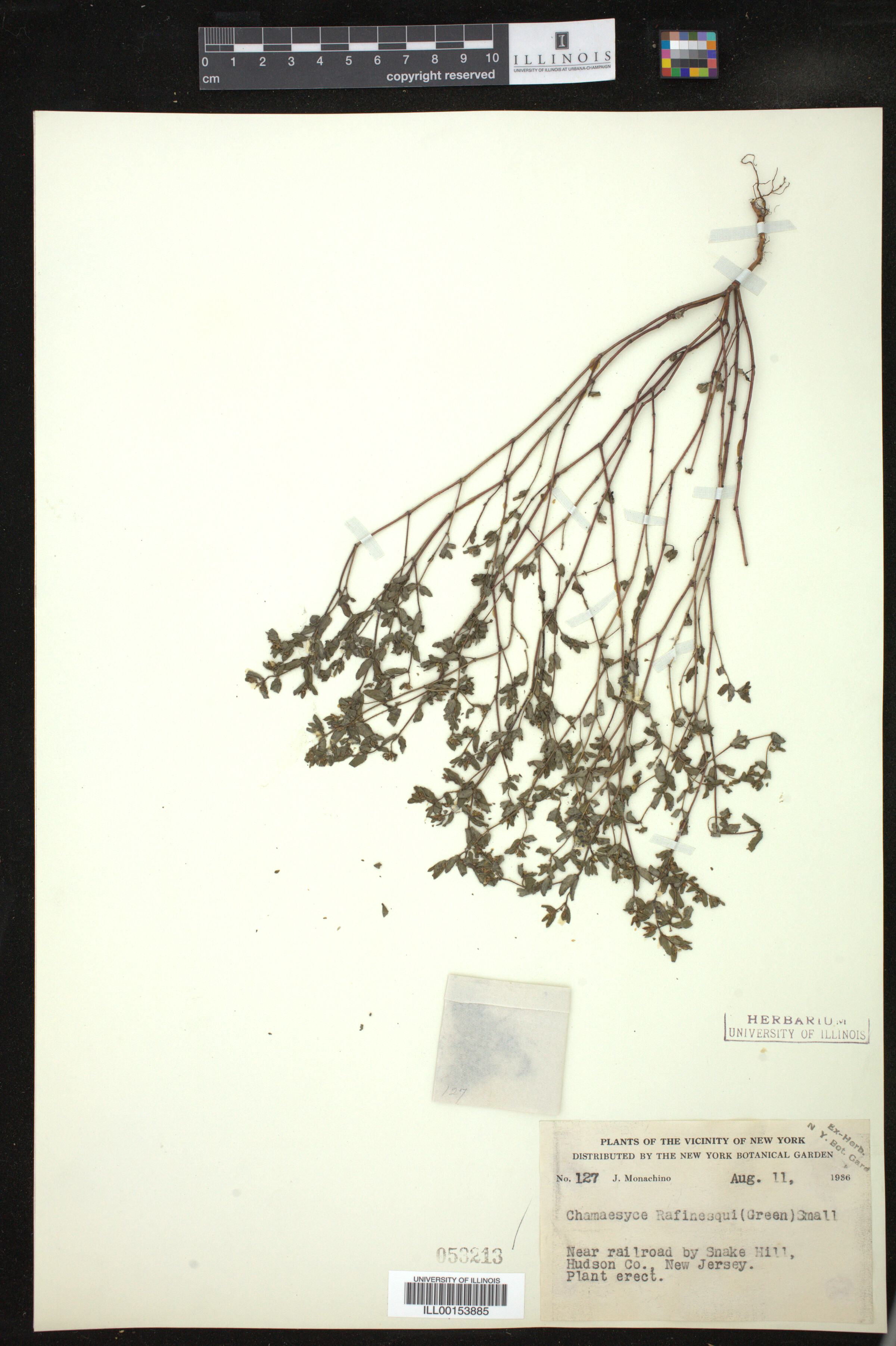 Euphorbia vermiculata image