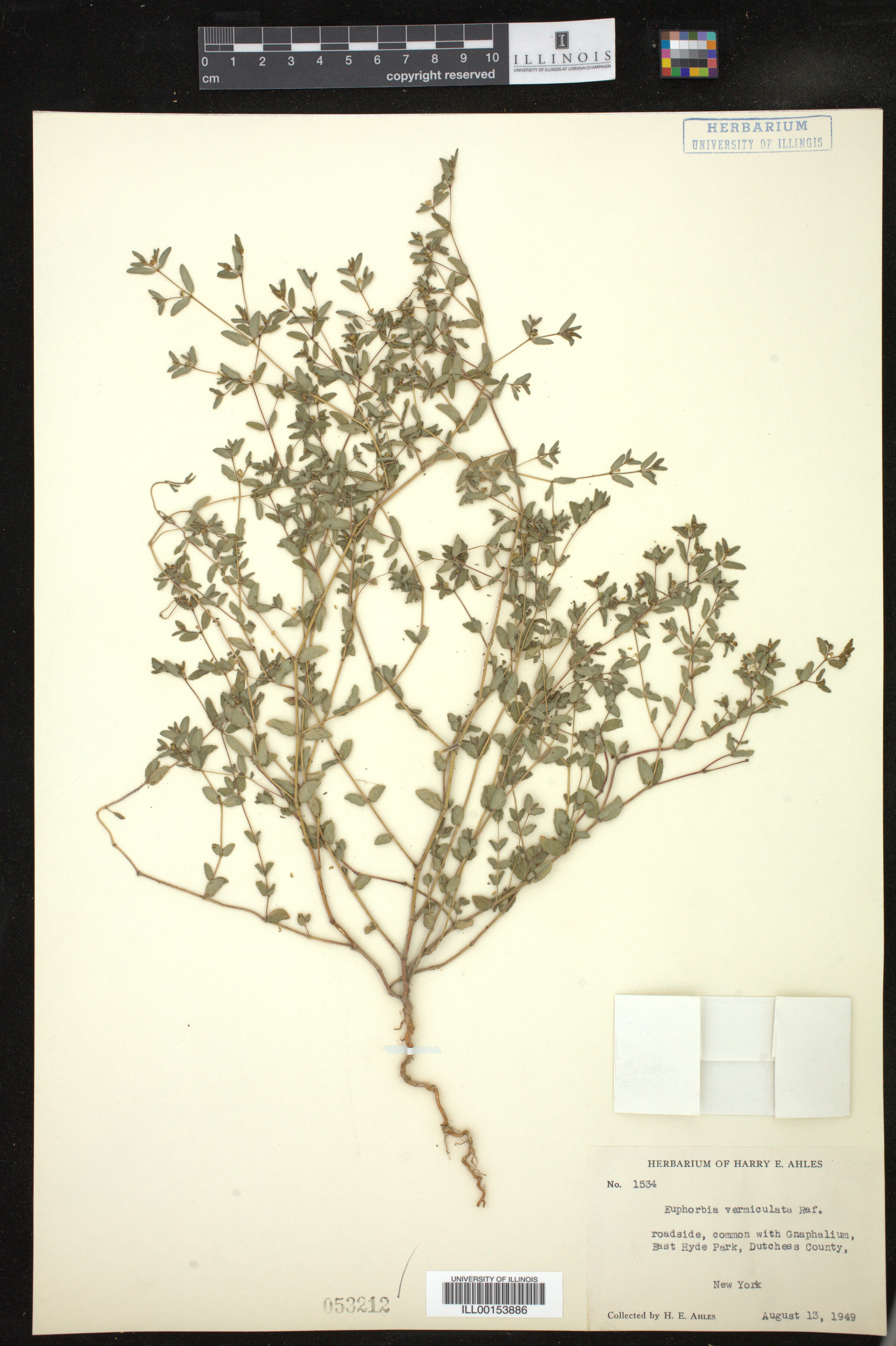 Euphorbia vermiculata image