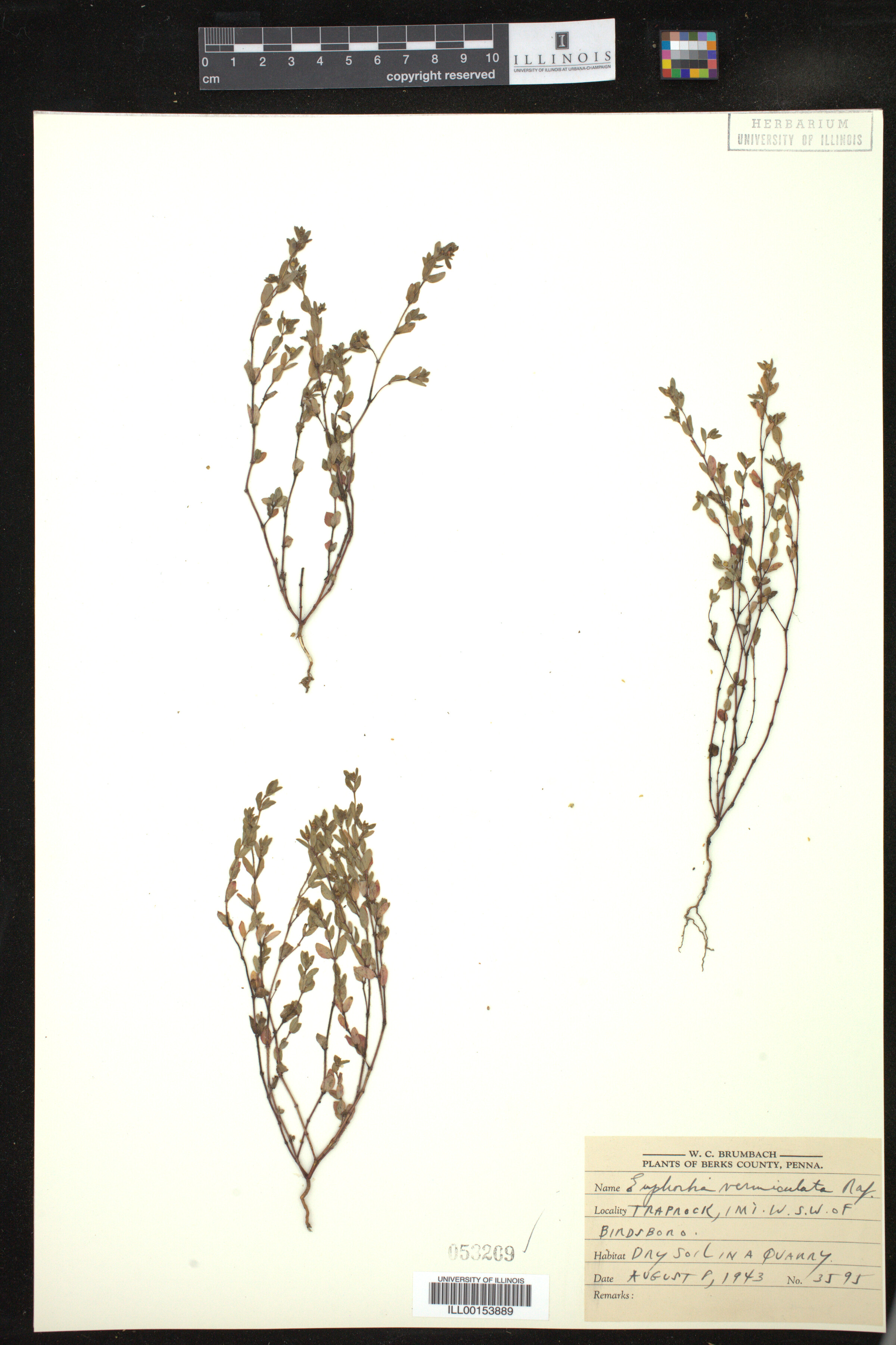 Euphorbia vermiculata image