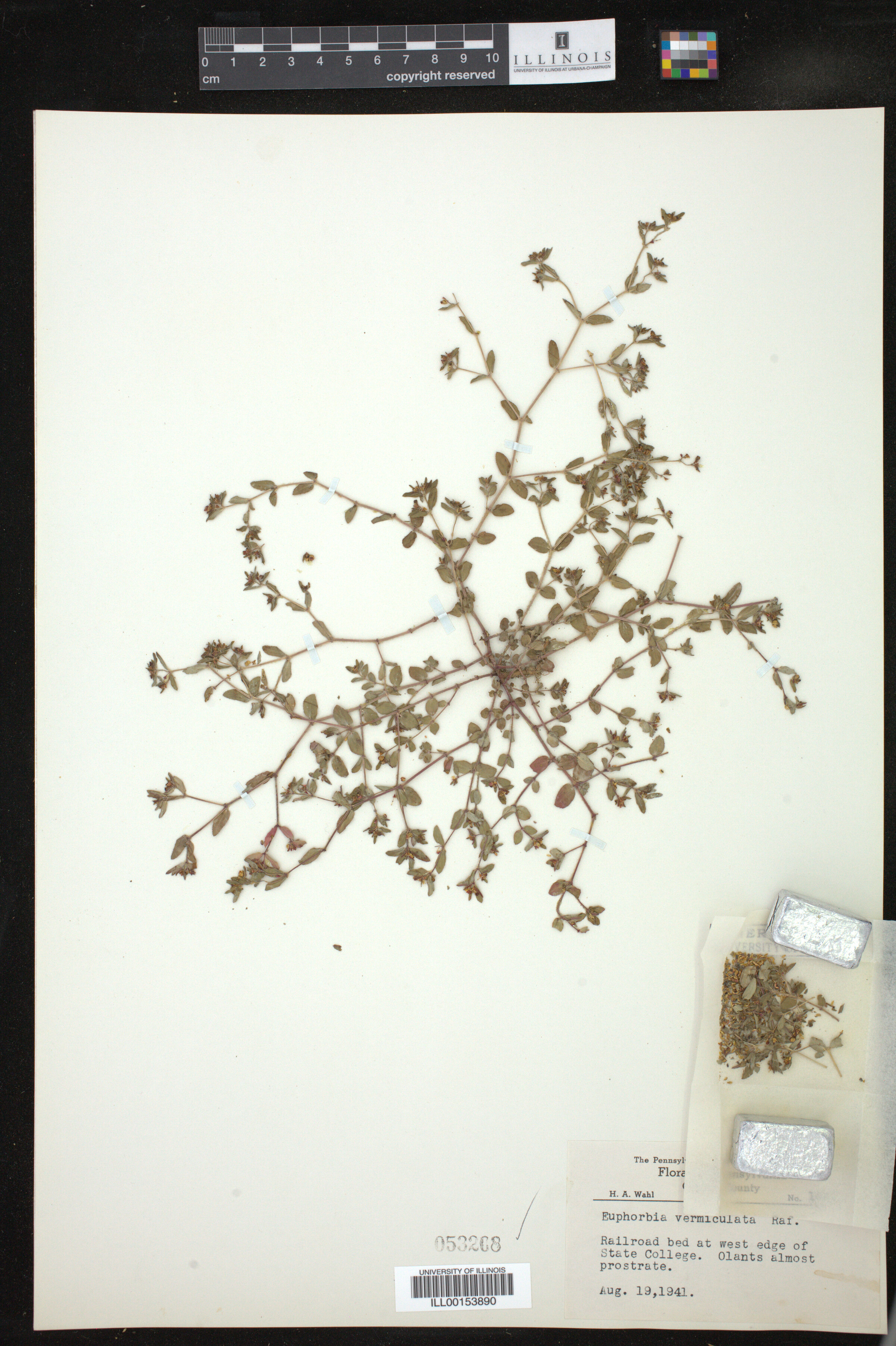 Euphorbia vermiculata image