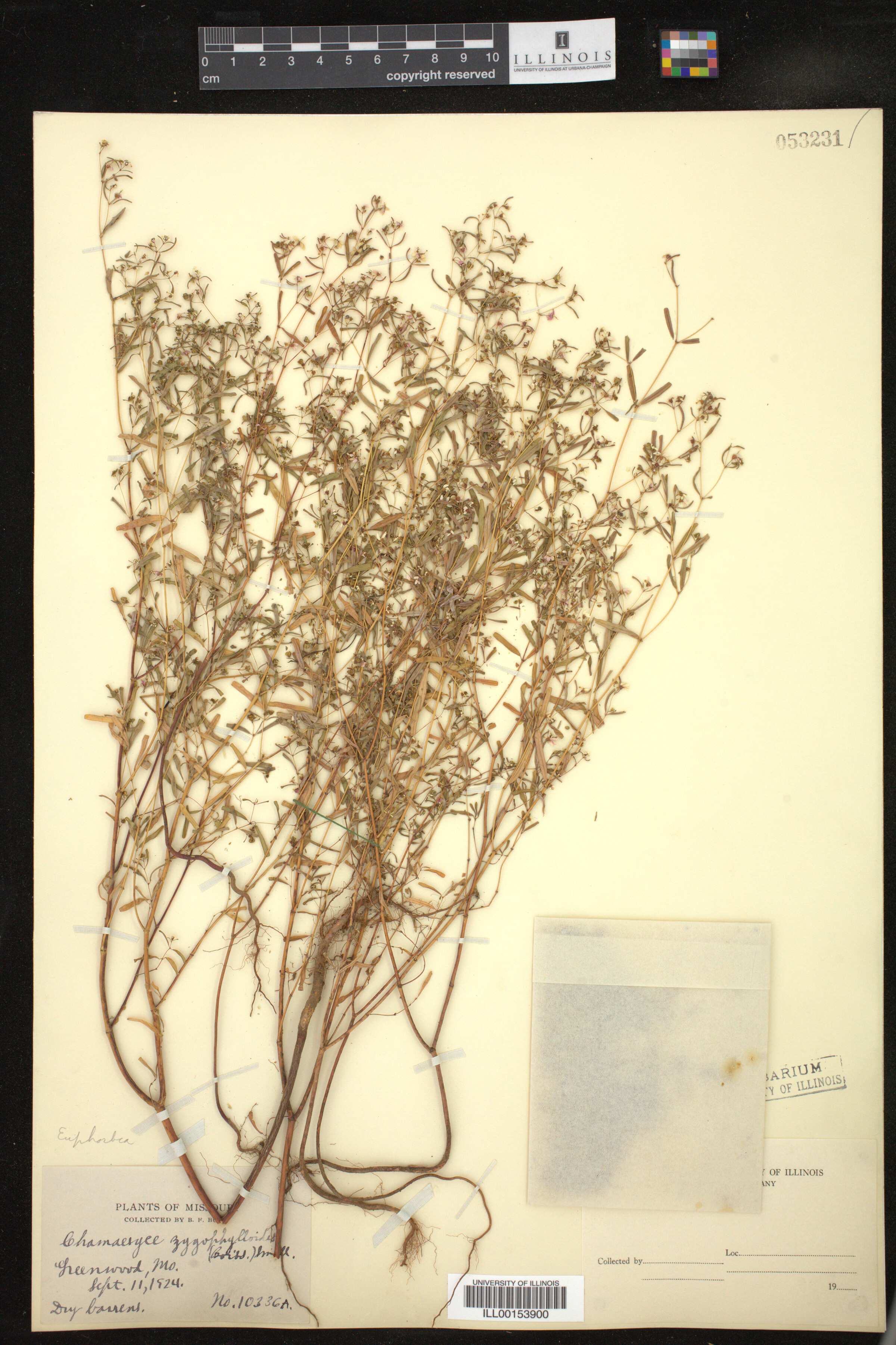 Euphorbia missurica image