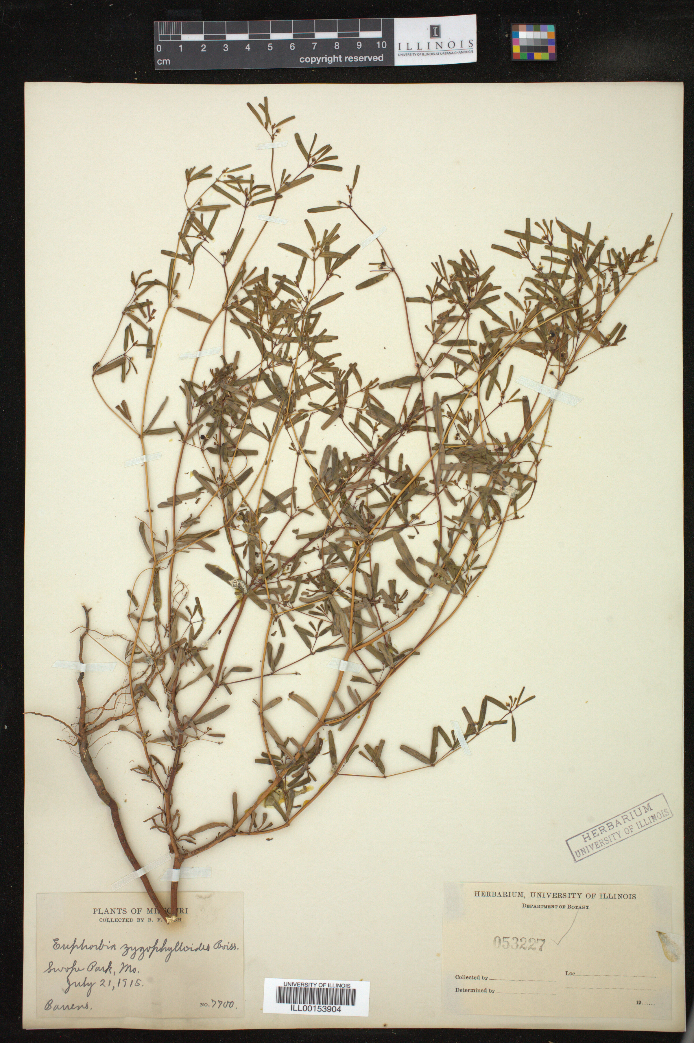 Euphorbia missurica image