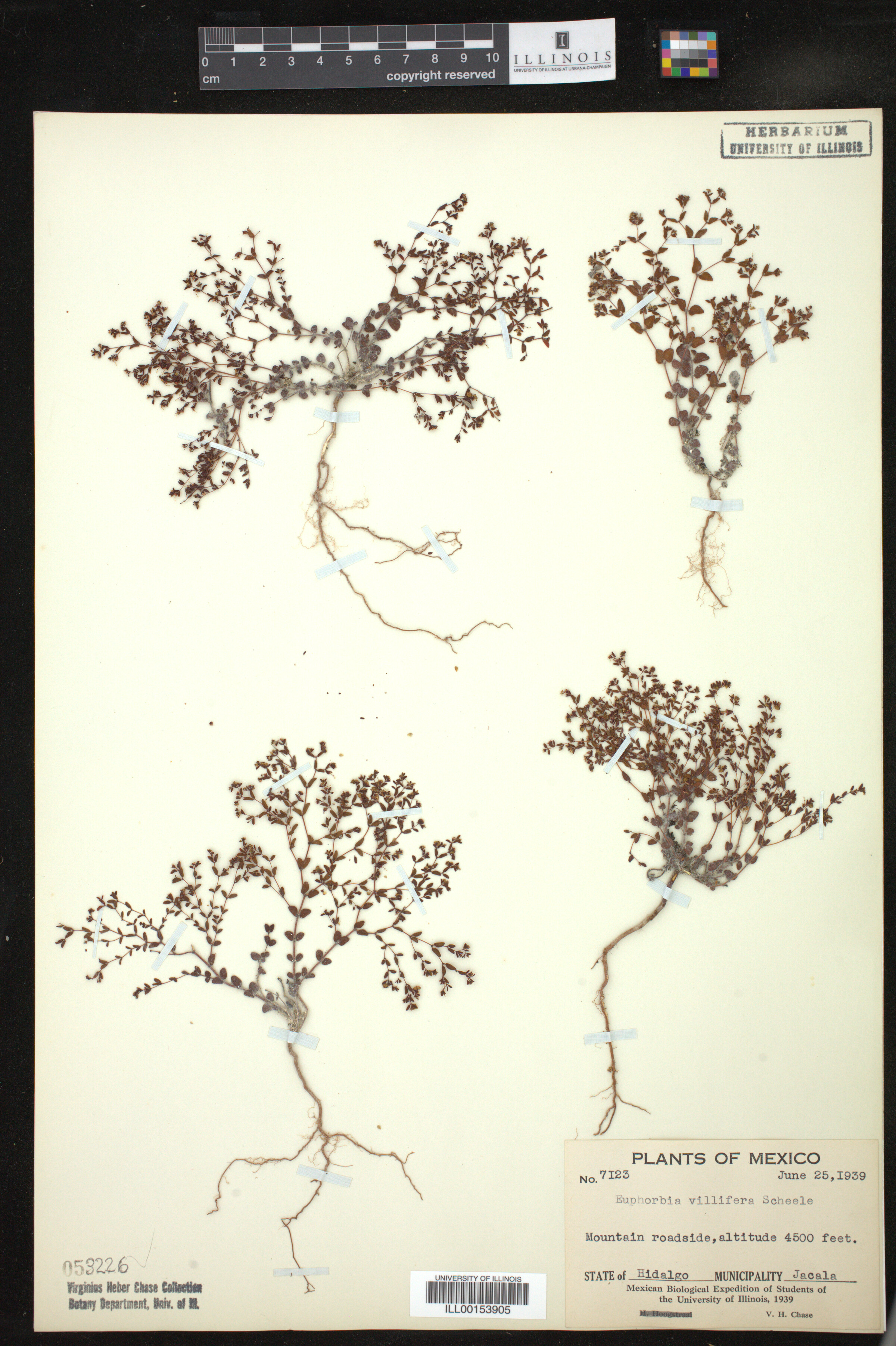 Euphorbia villifera image