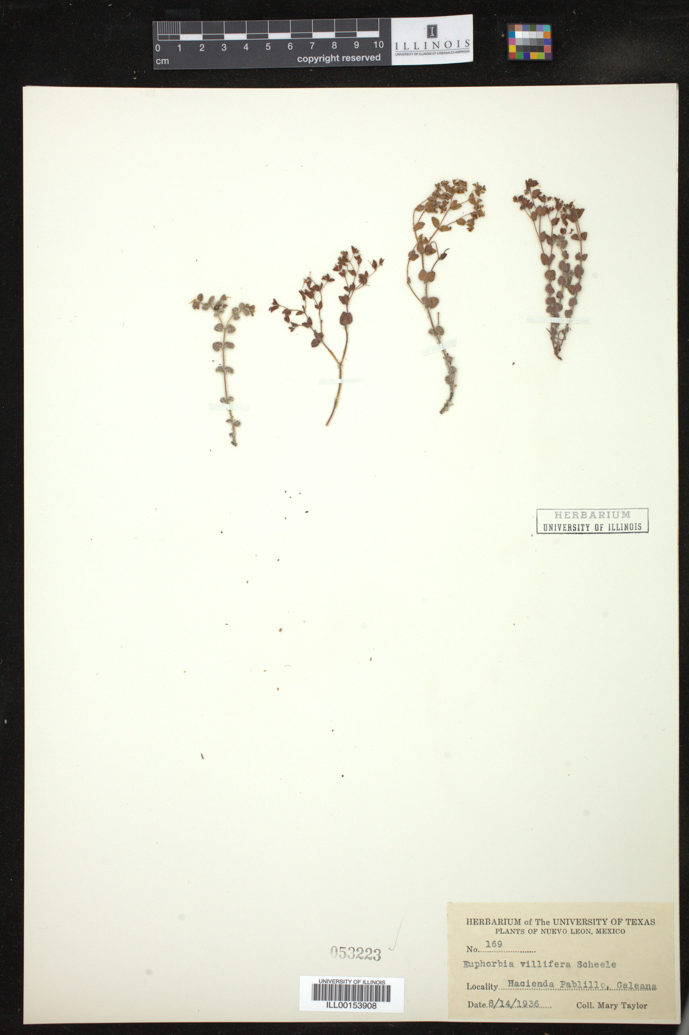 Euphorbia villifera image