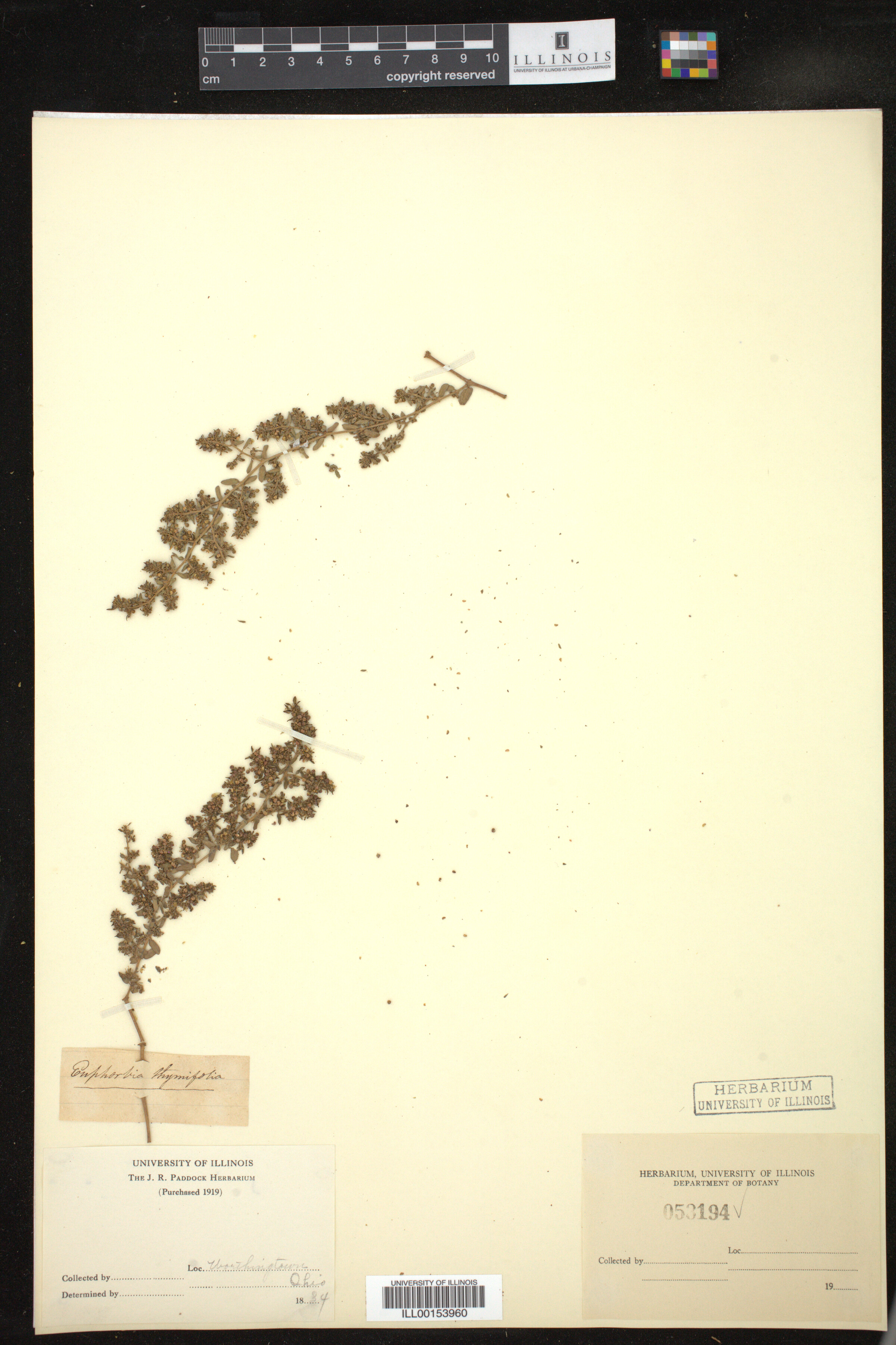 Euphorbia thymifolia image