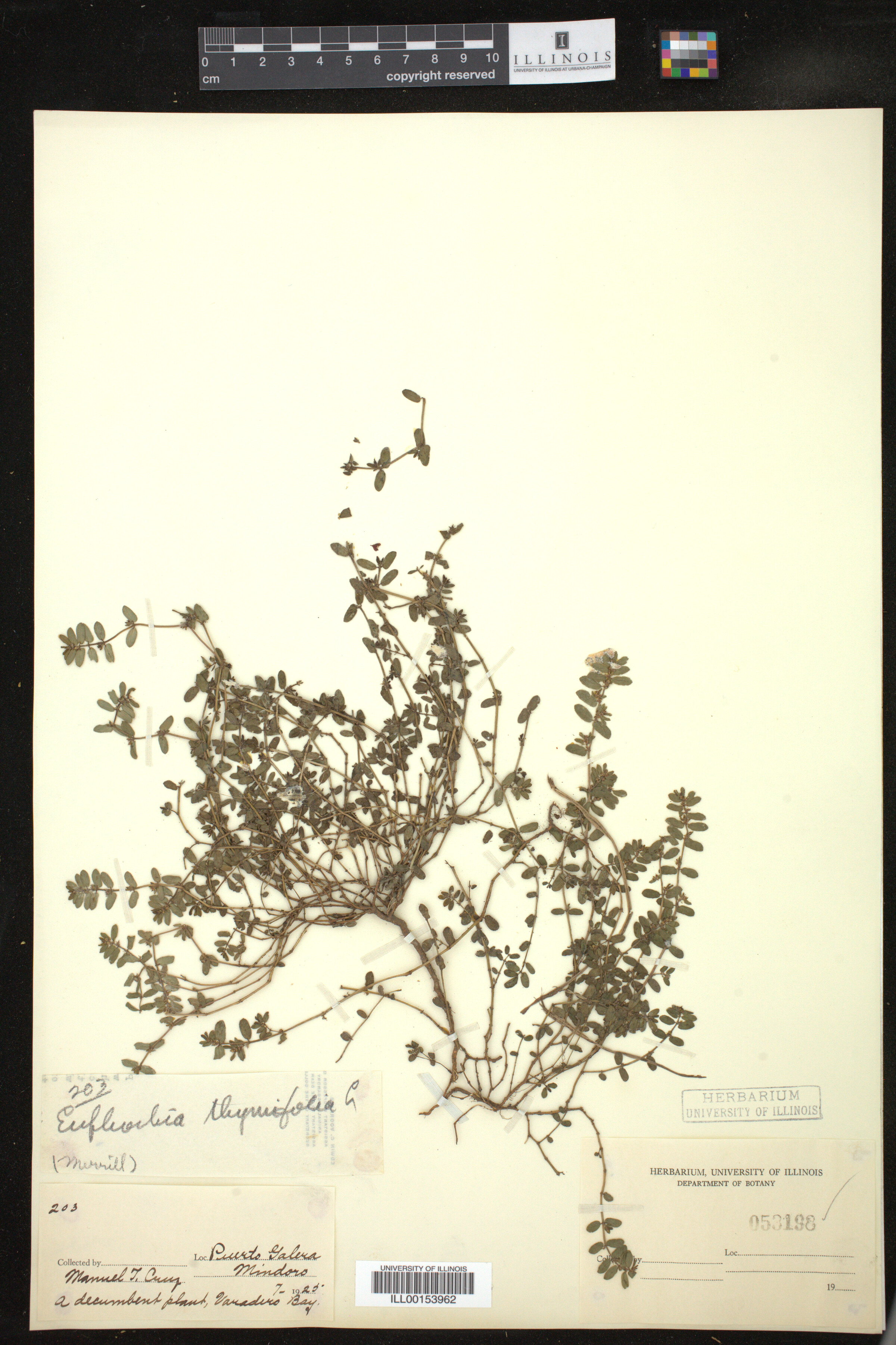 Euphorbia thymifolia image