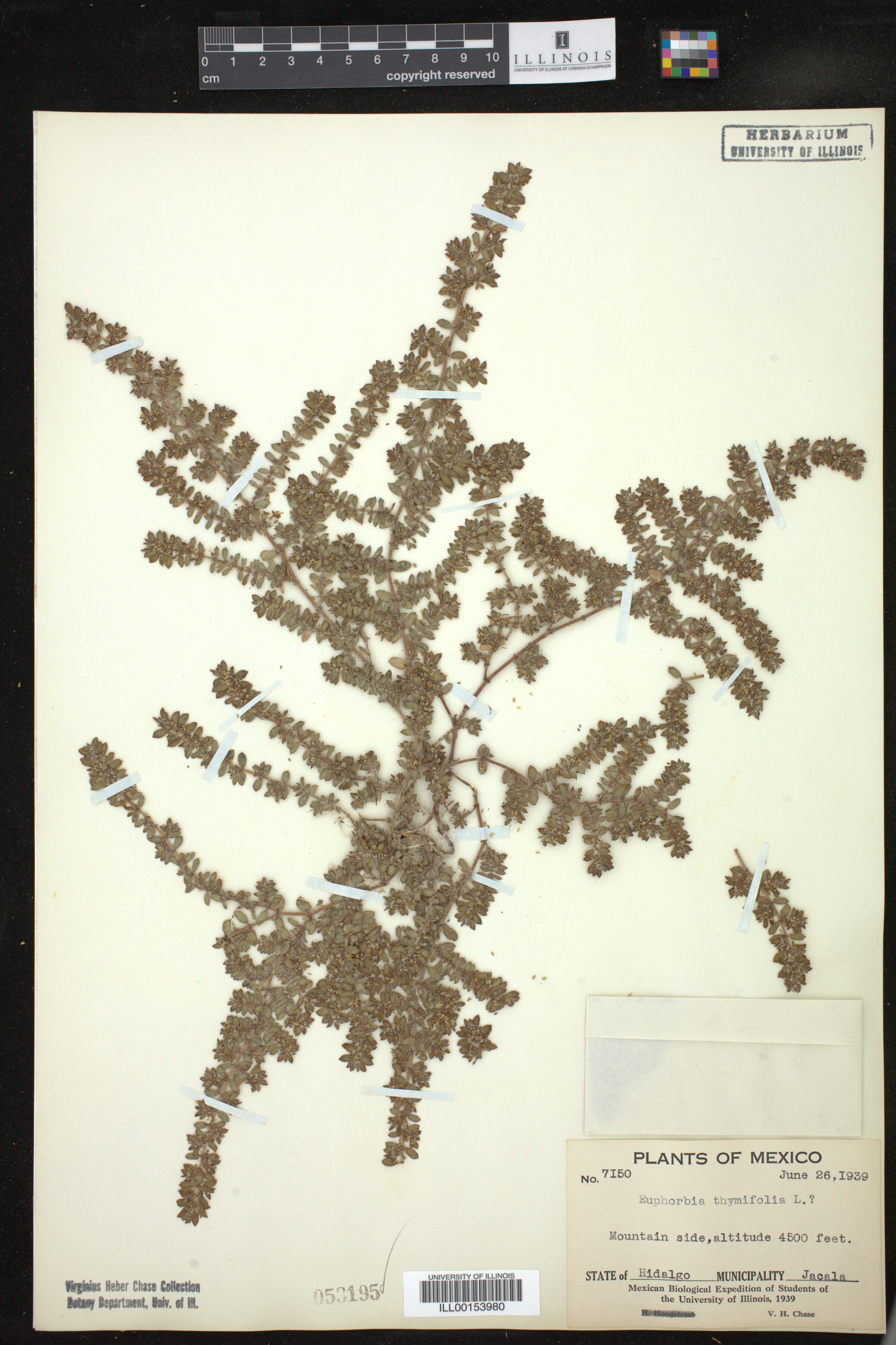 Euphorbia thymifolia image