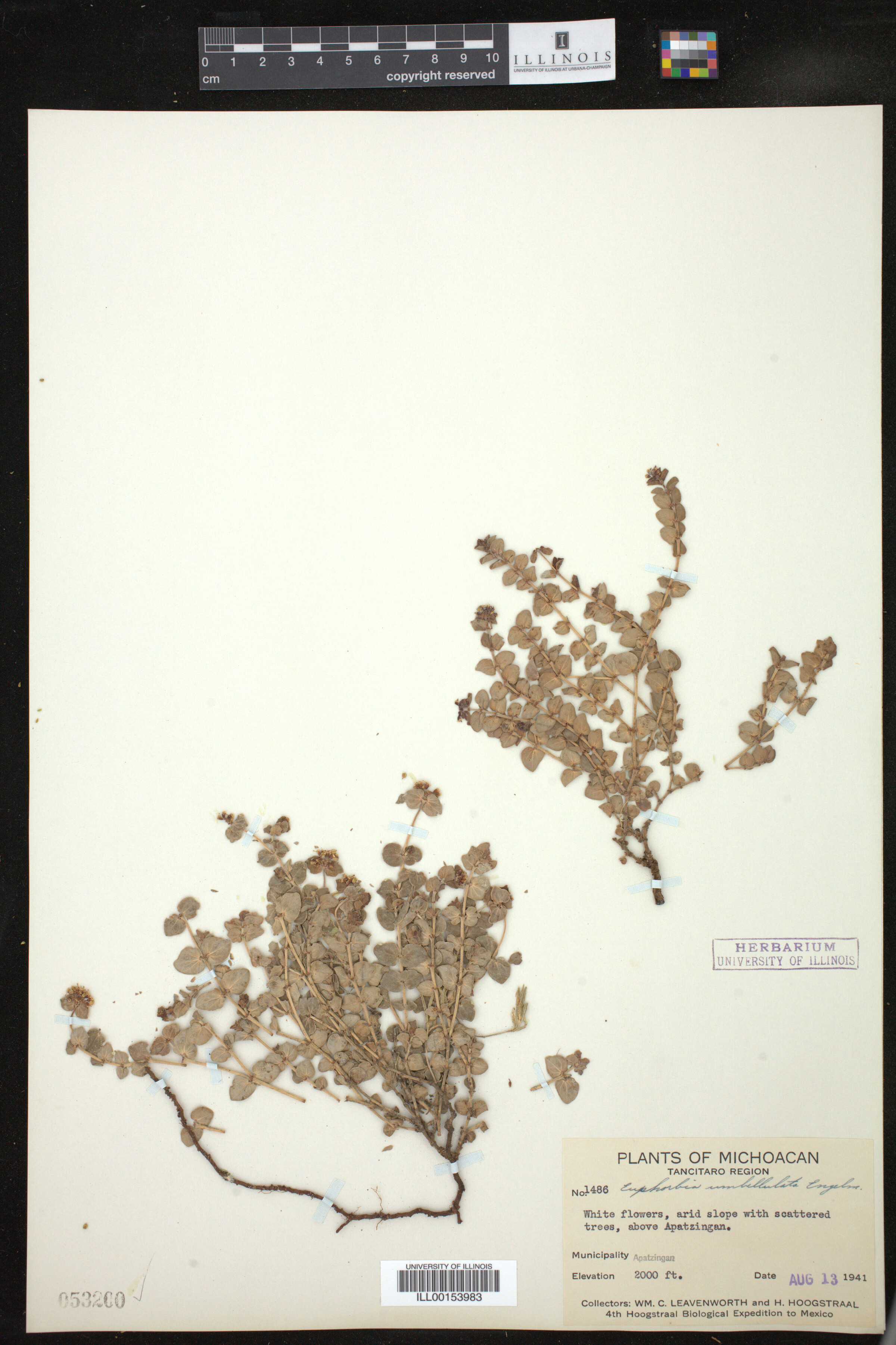 Euphorbia umbellulata image