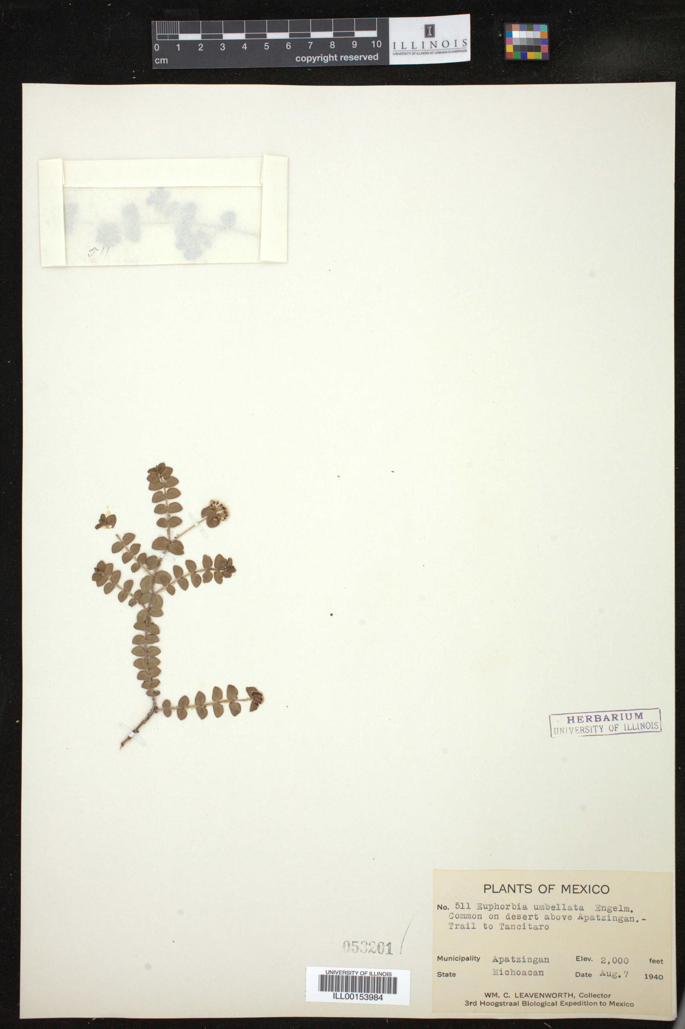 Euphorbia umbellulata image