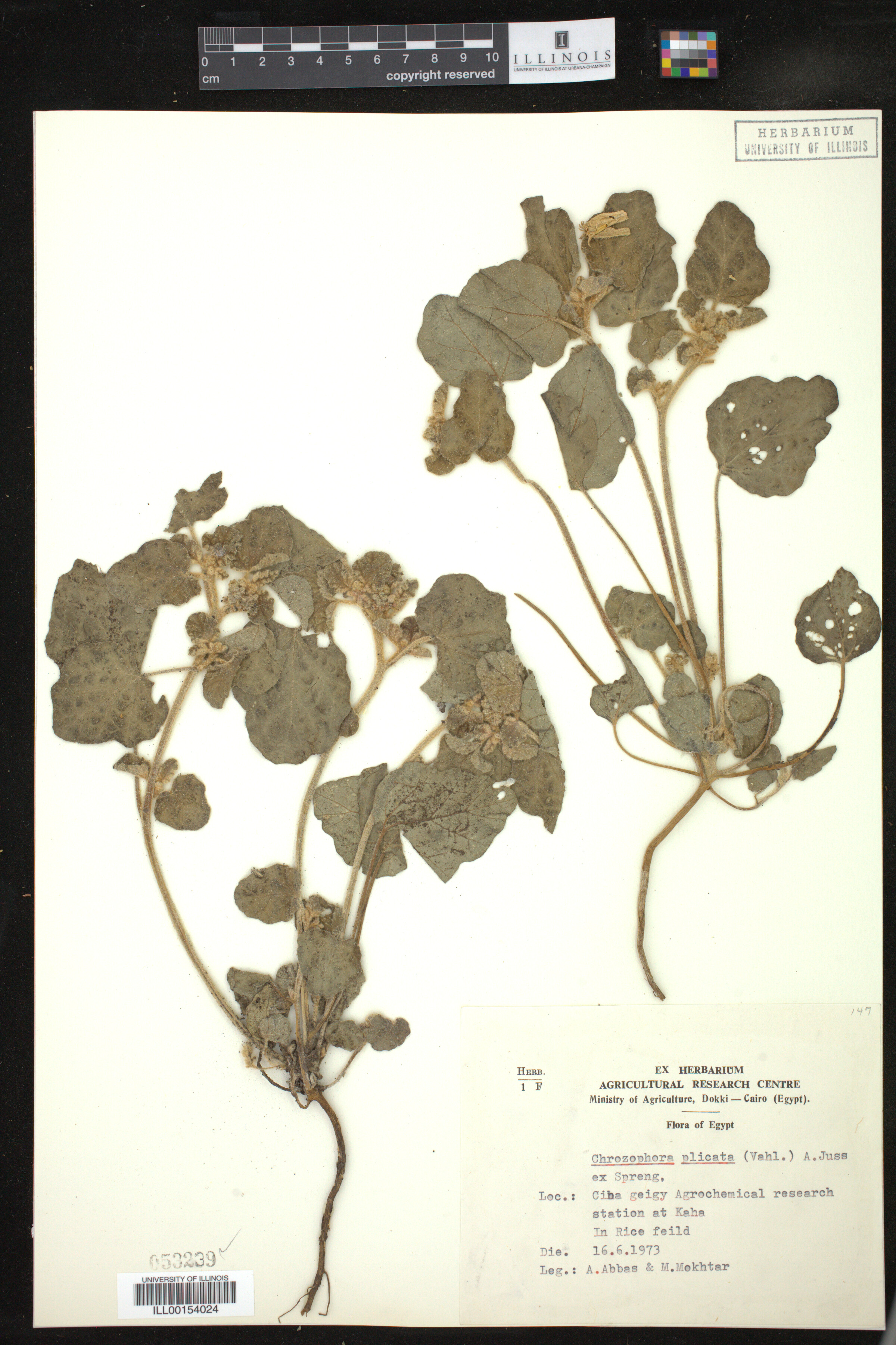 Chrozophora plicata image