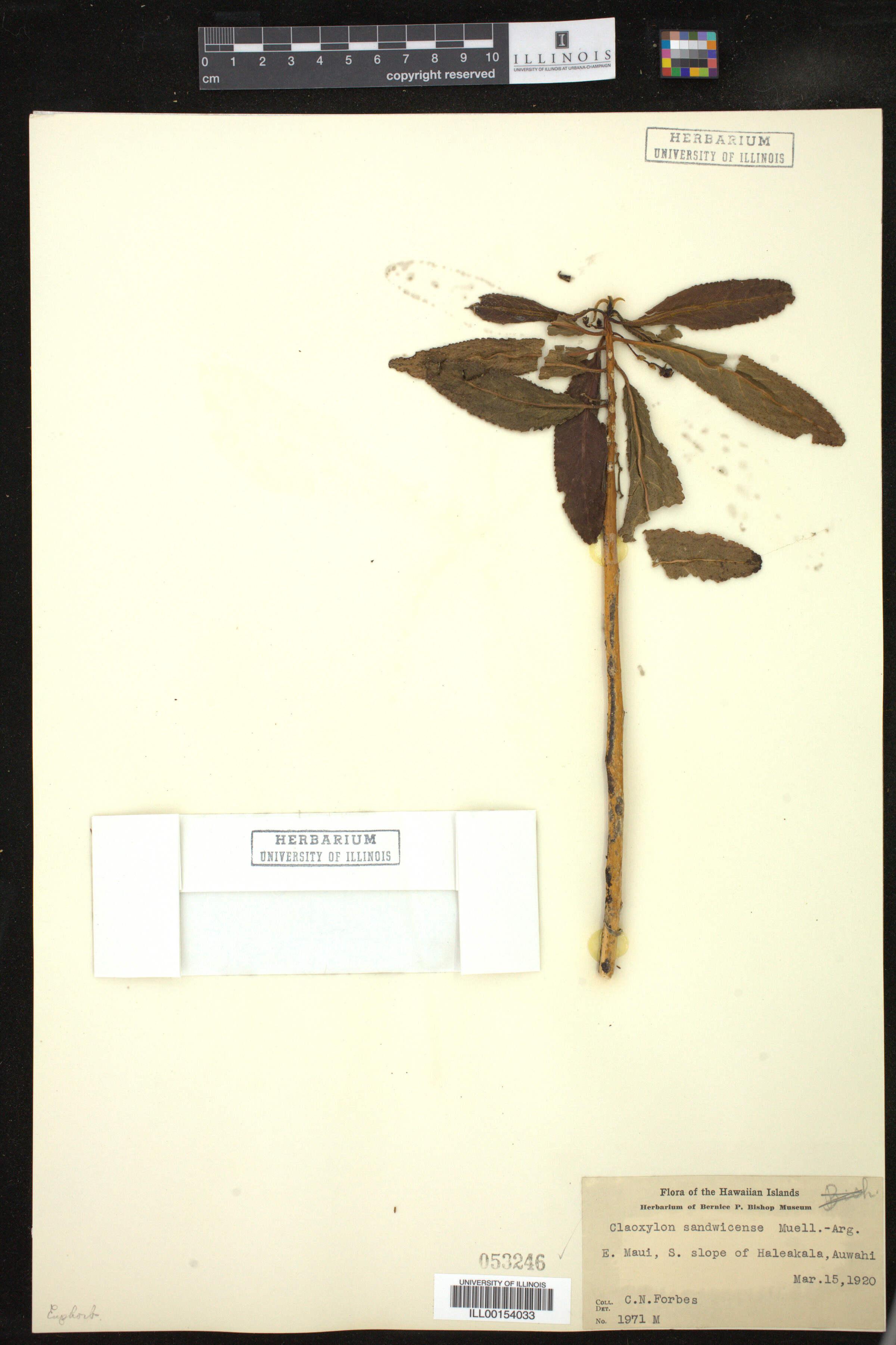 Claoxylon sandwicense image