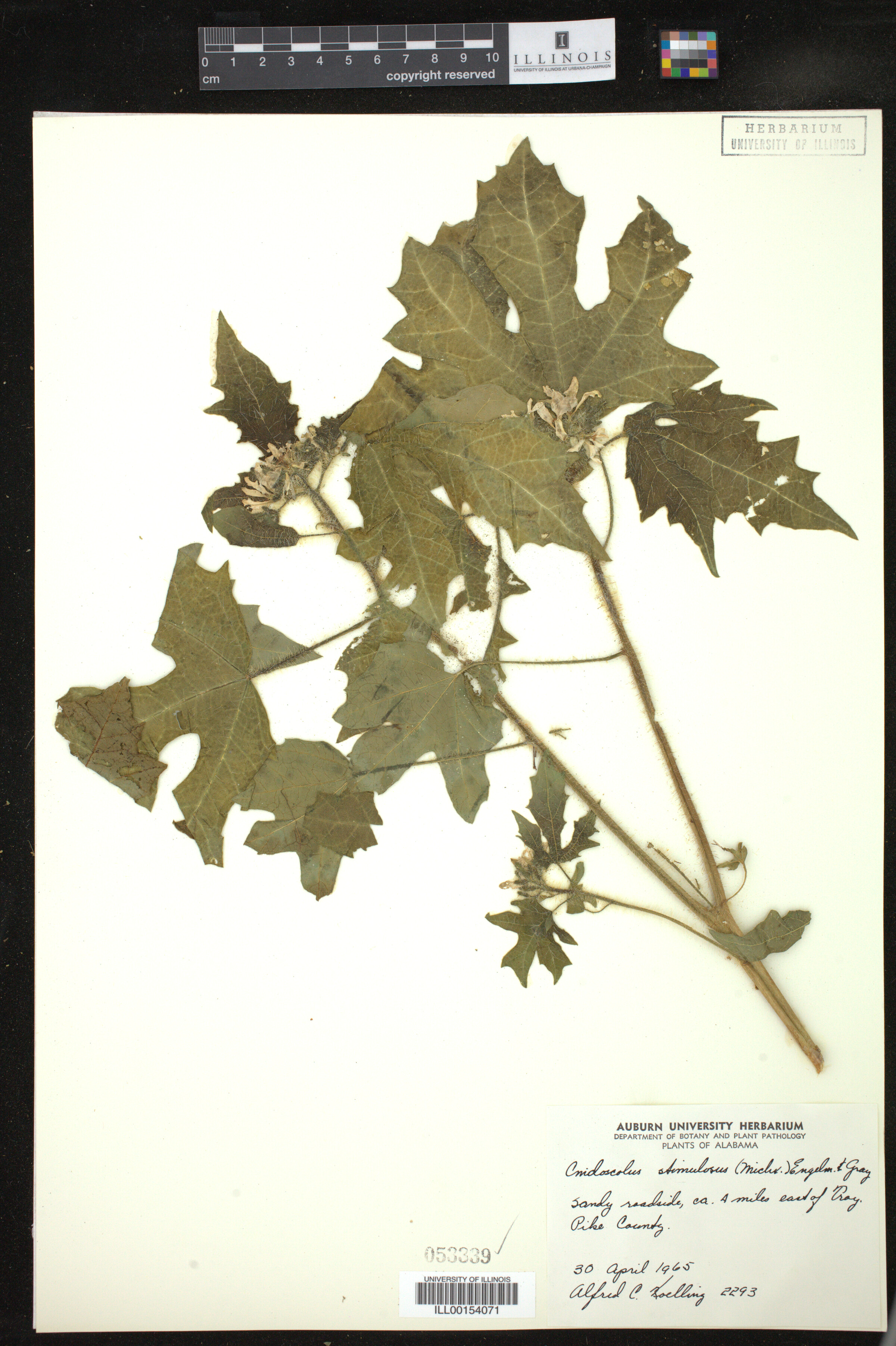 Cnidoscolus stimulosus image