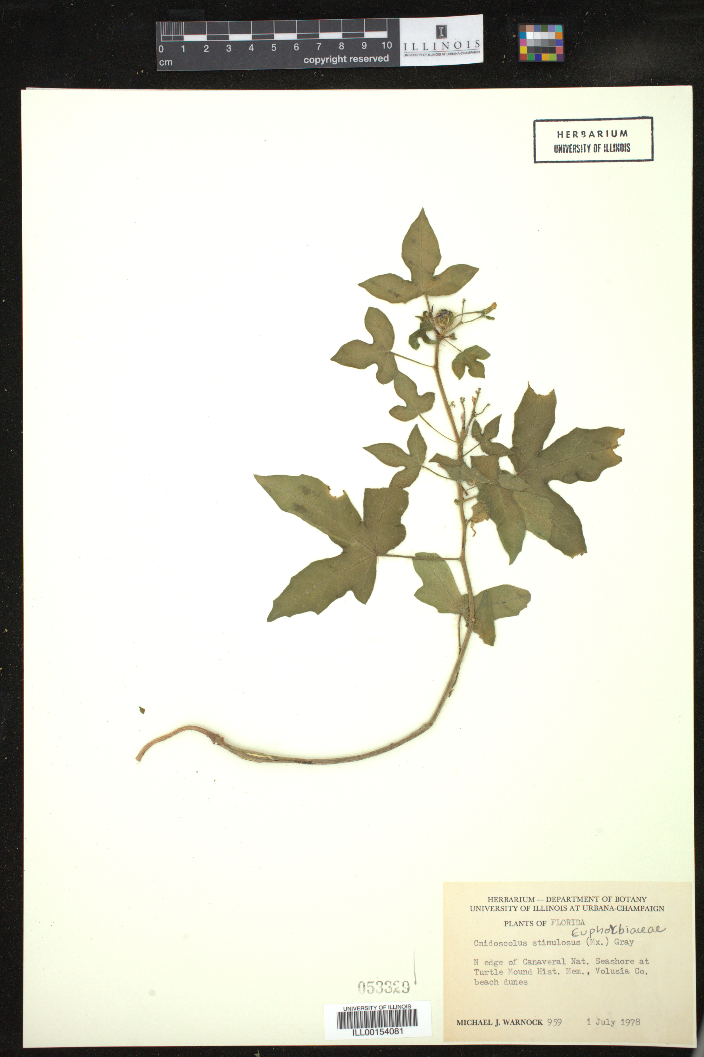 Cnidoscolus stimulosus image