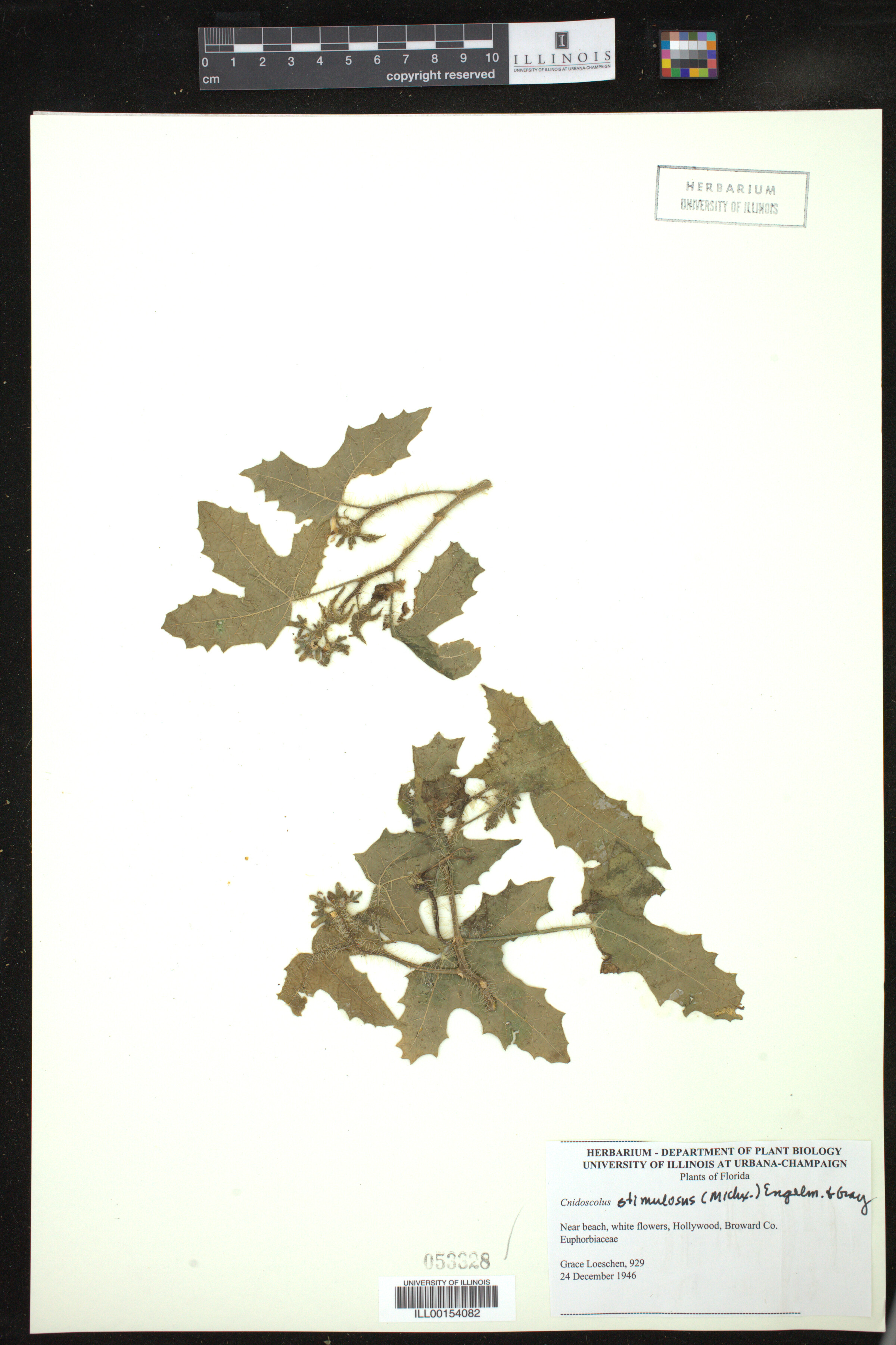 Cnidoscolus image