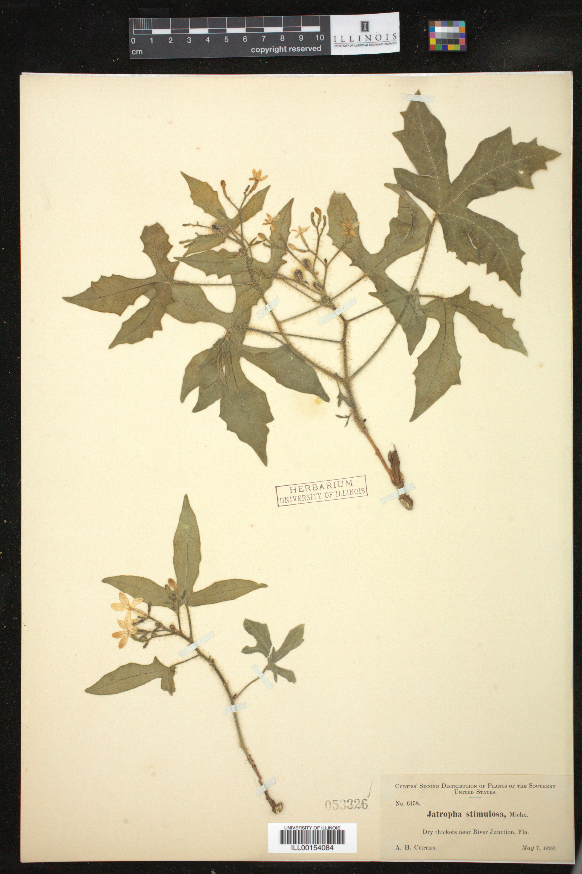 Cnidoscolus stimulosus image
