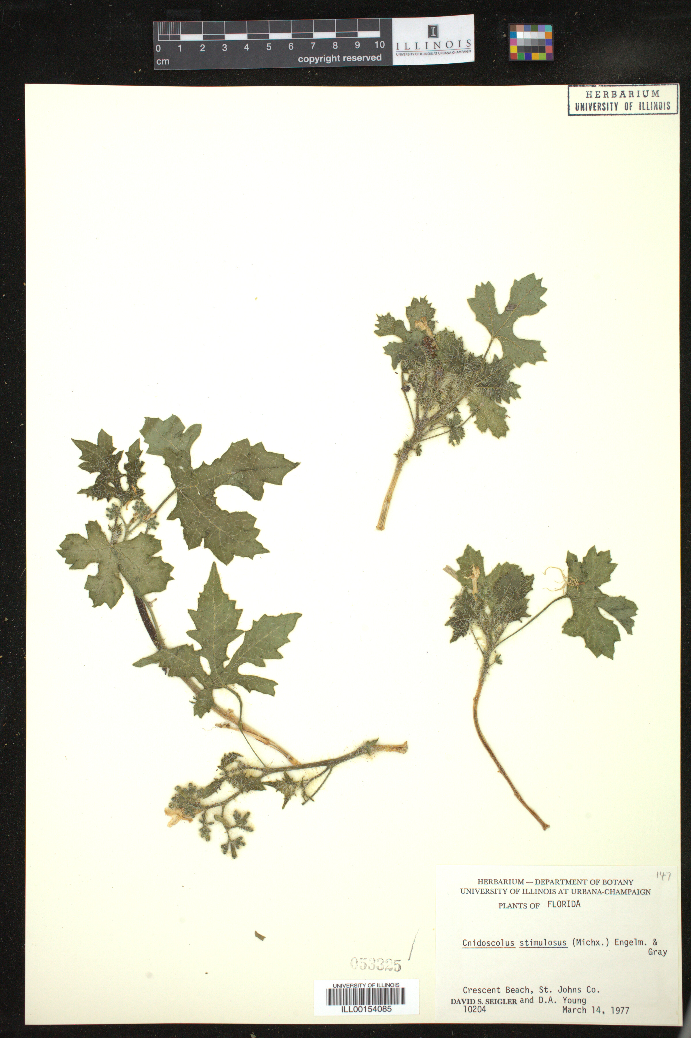 Cnidoscolus stimulosus image