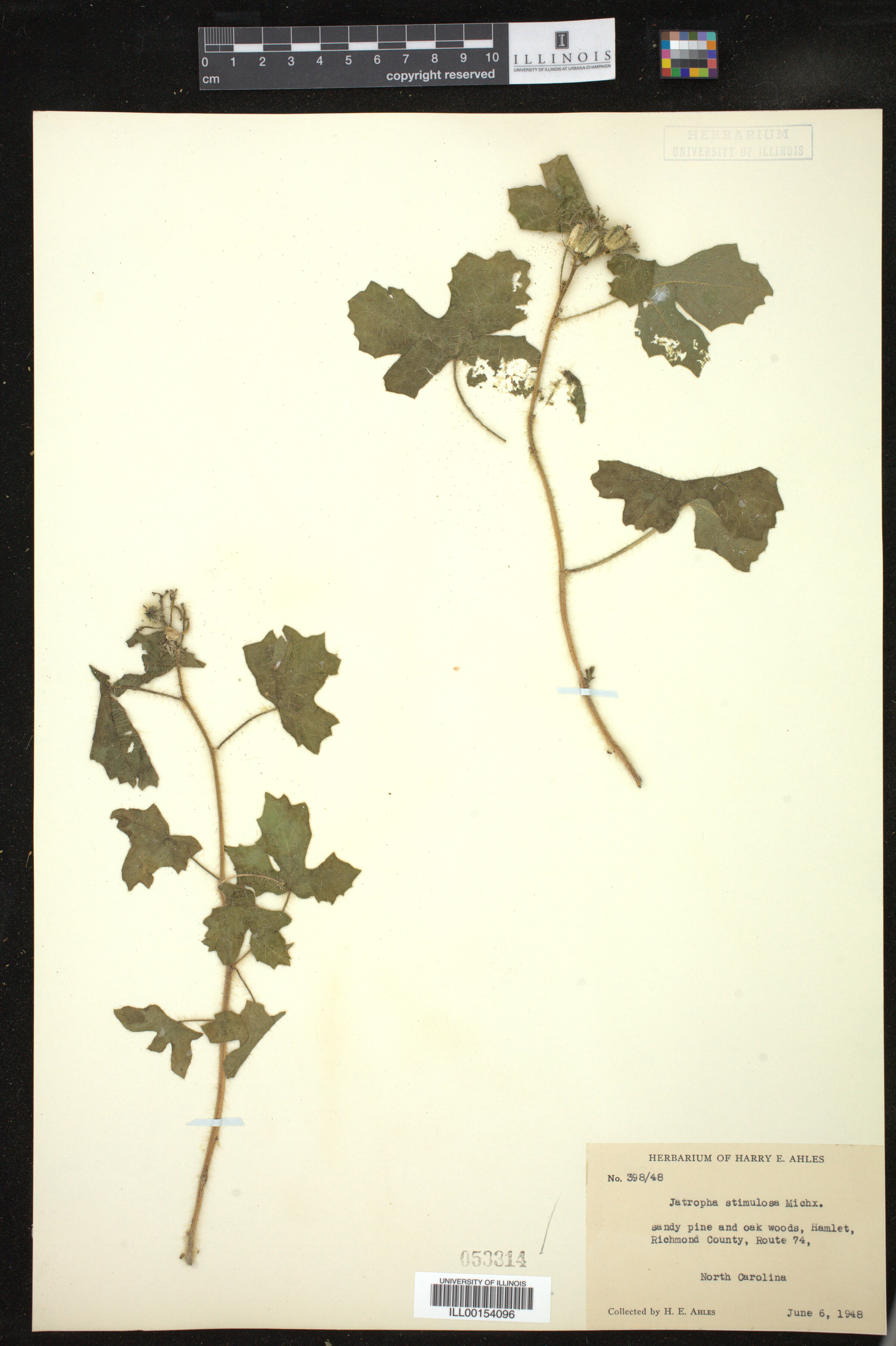 Cnidoscolus image