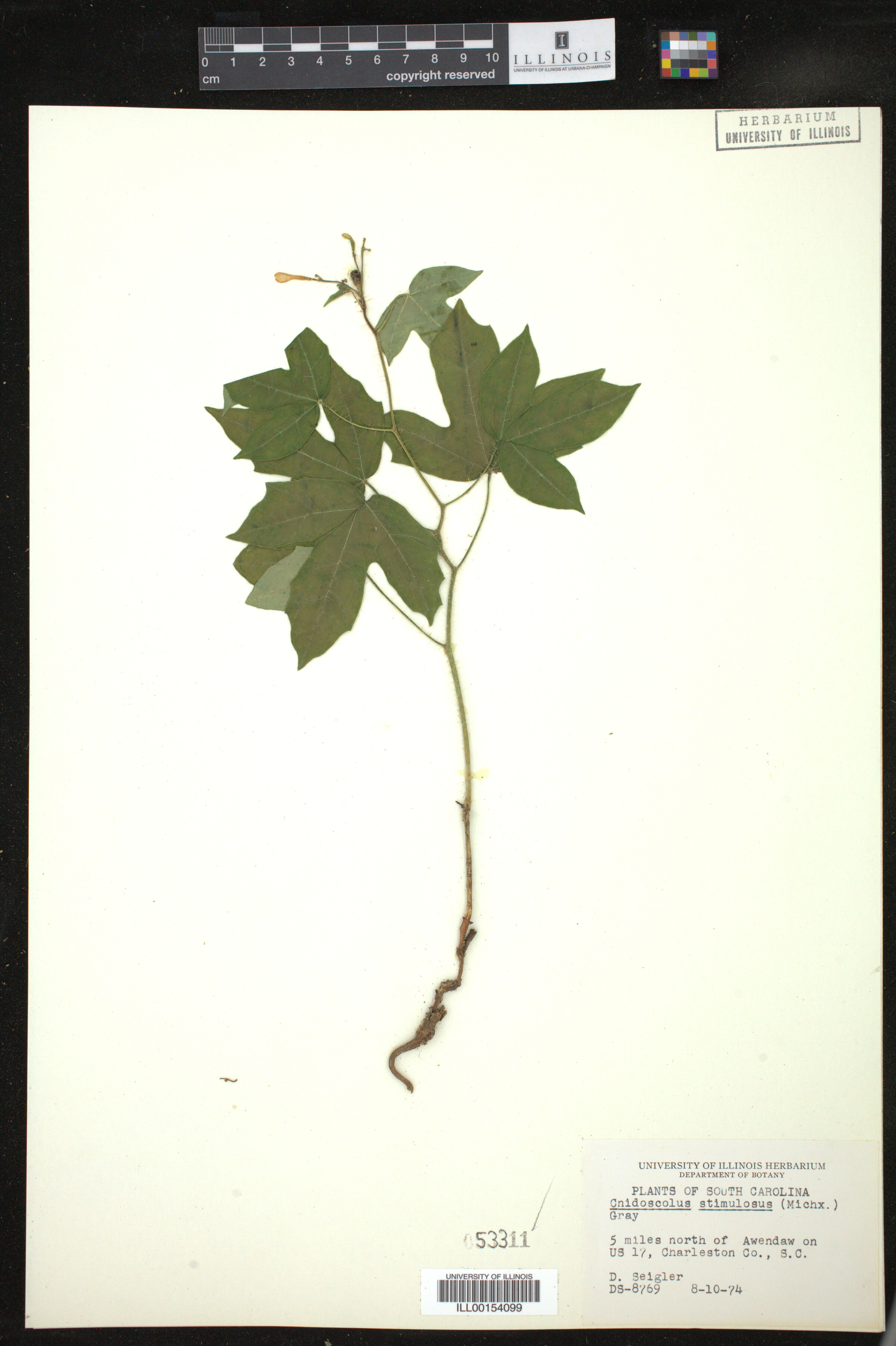 Cnidoscolus stimulosus image