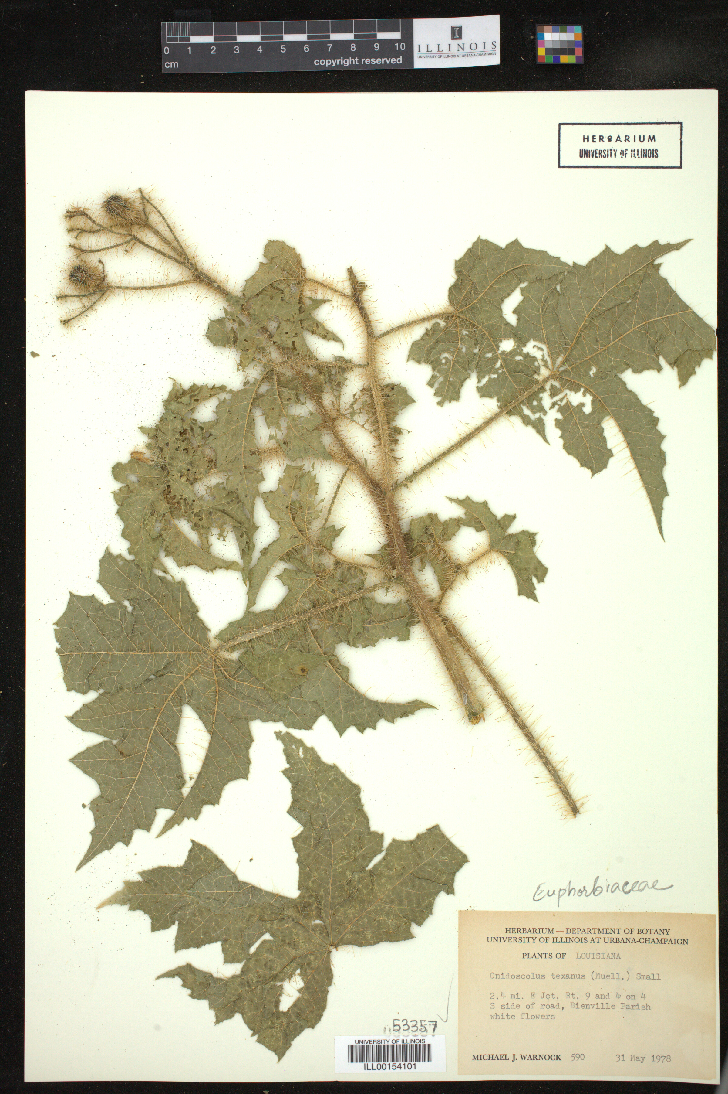 Cnidoscolus texanus image