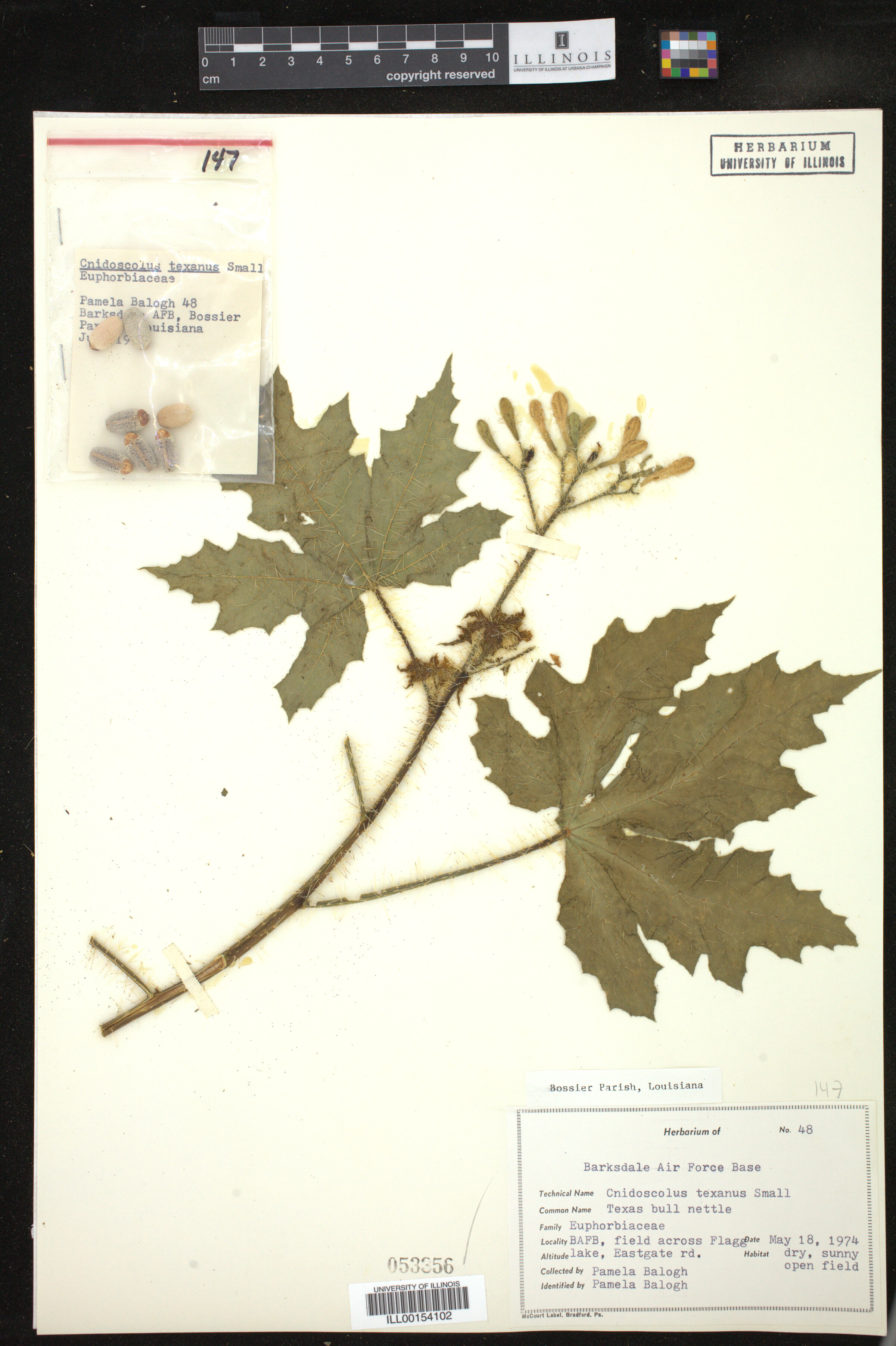 Cnidoscolus texanus image