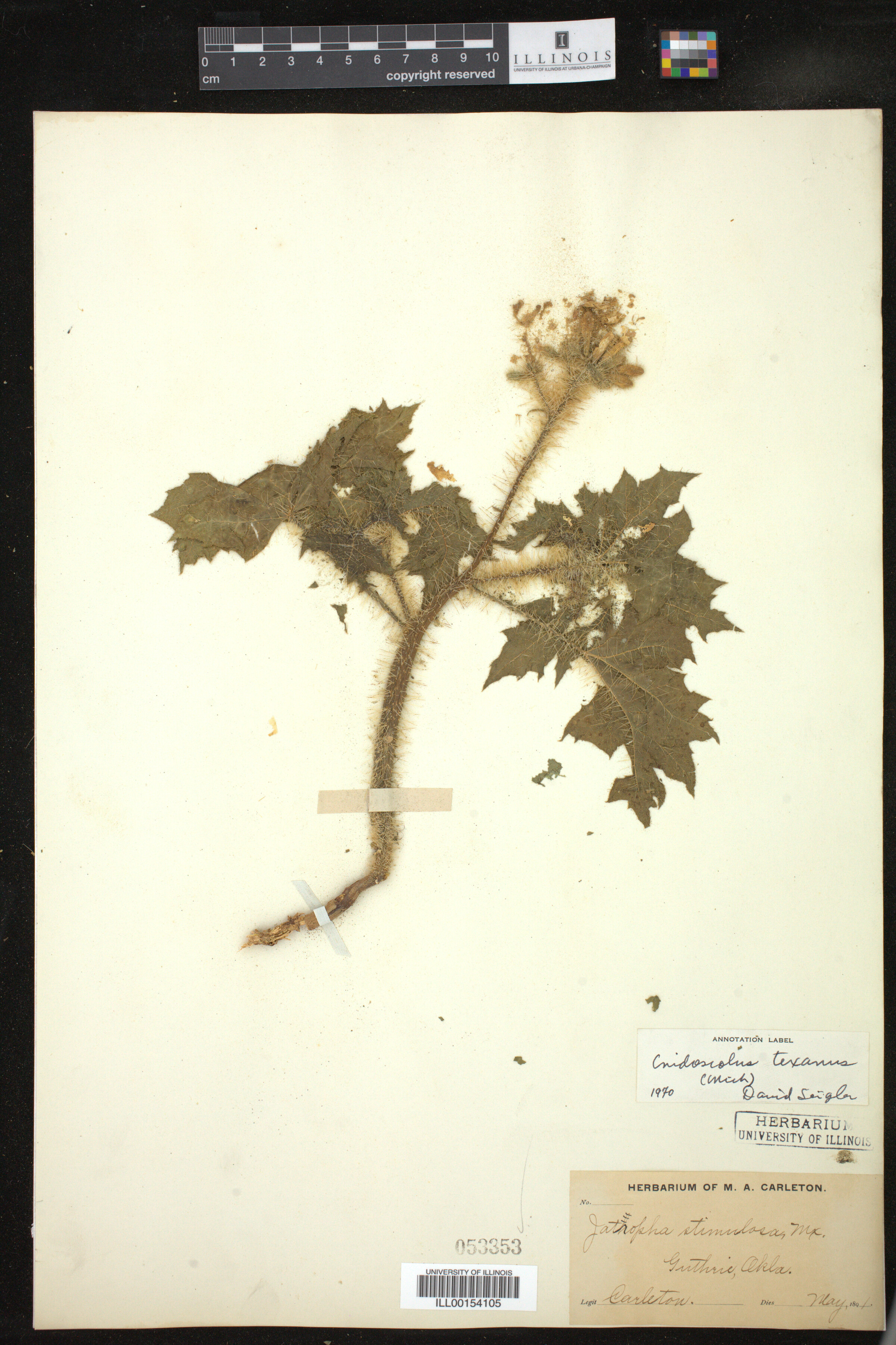 Cnidoscolus image