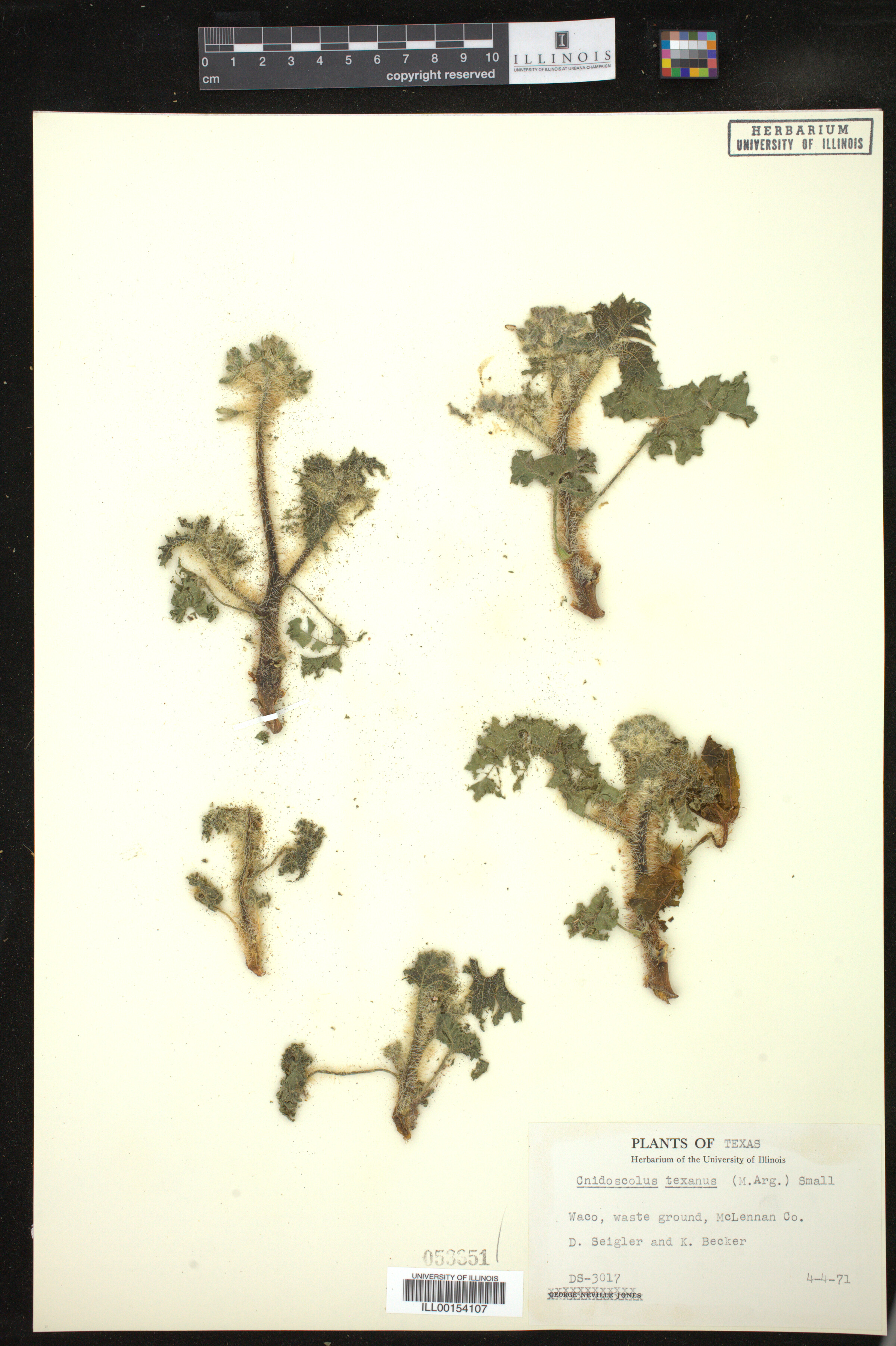 Cnidoscolus texanus image