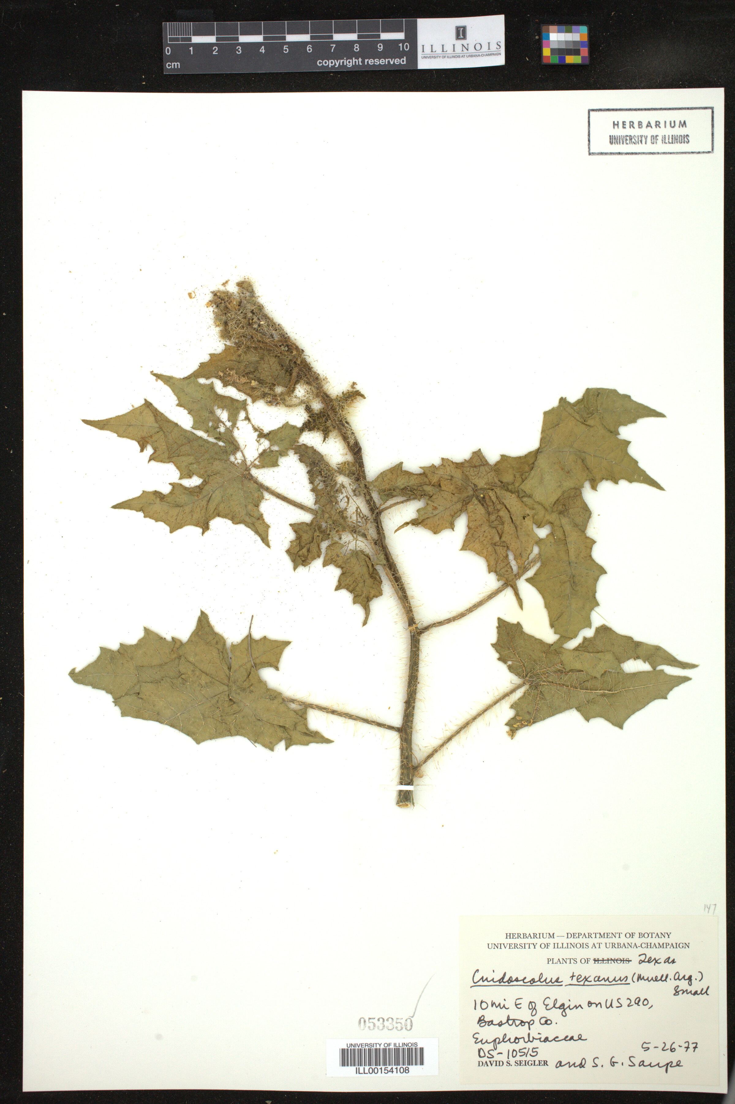 Cnidoscolus image